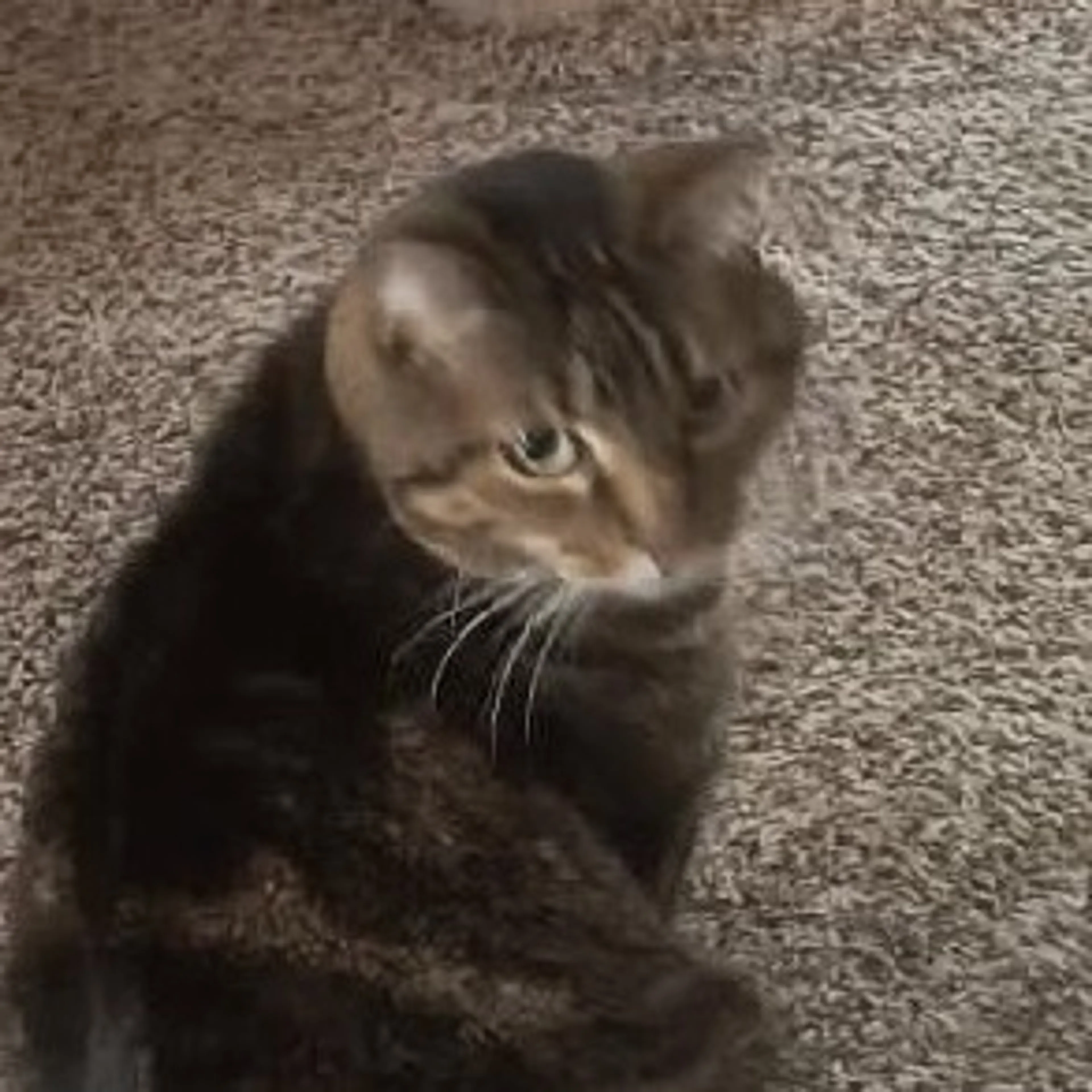 Found pet-2