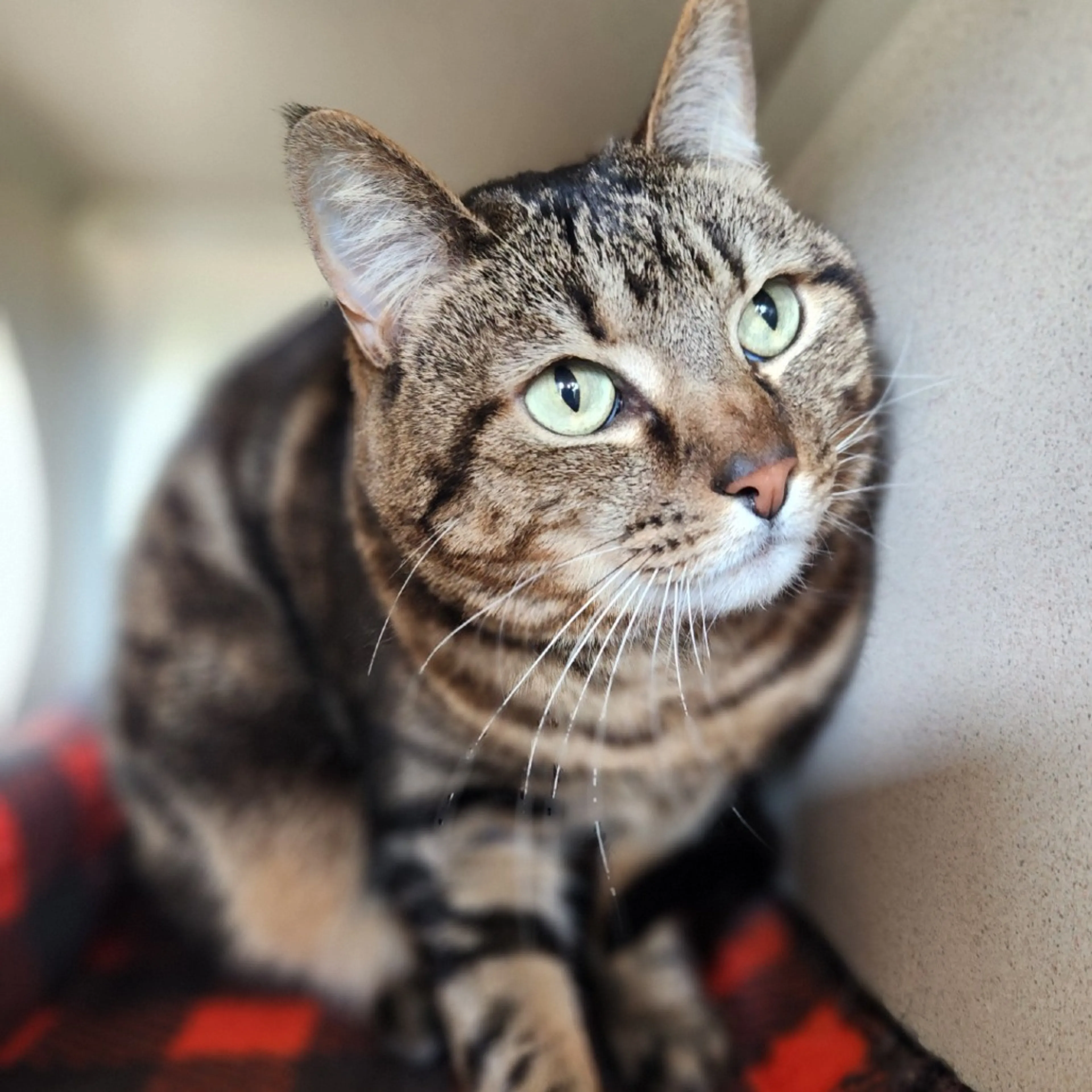 Found pet-1