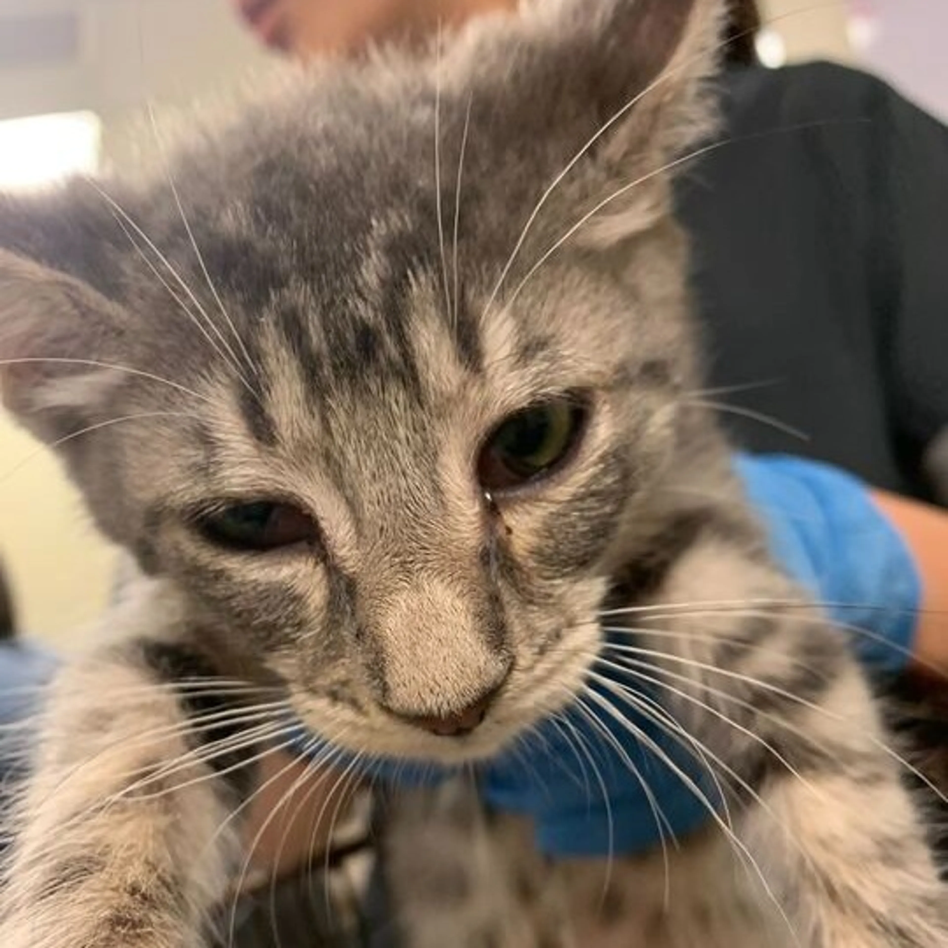 Found pet