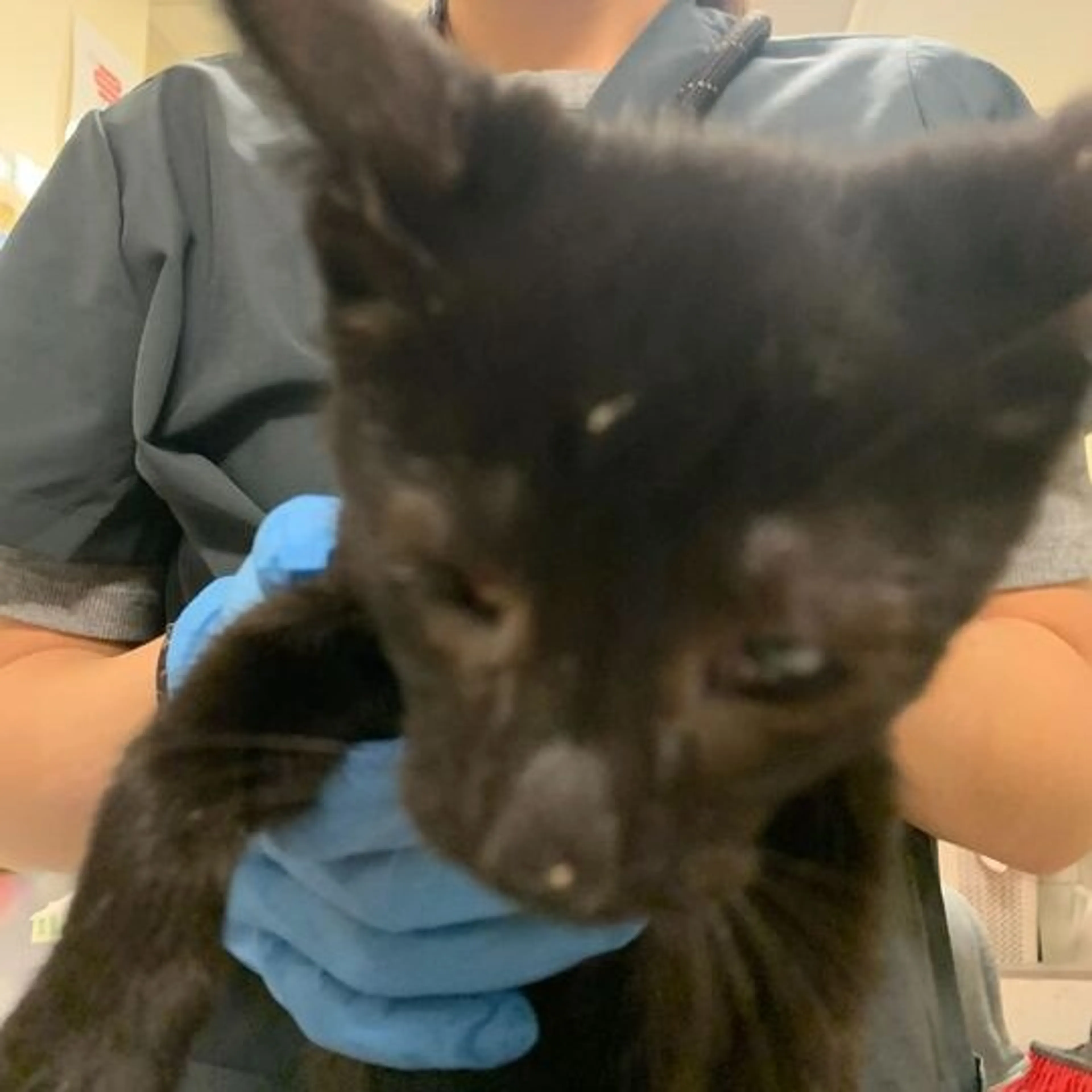 Found pet