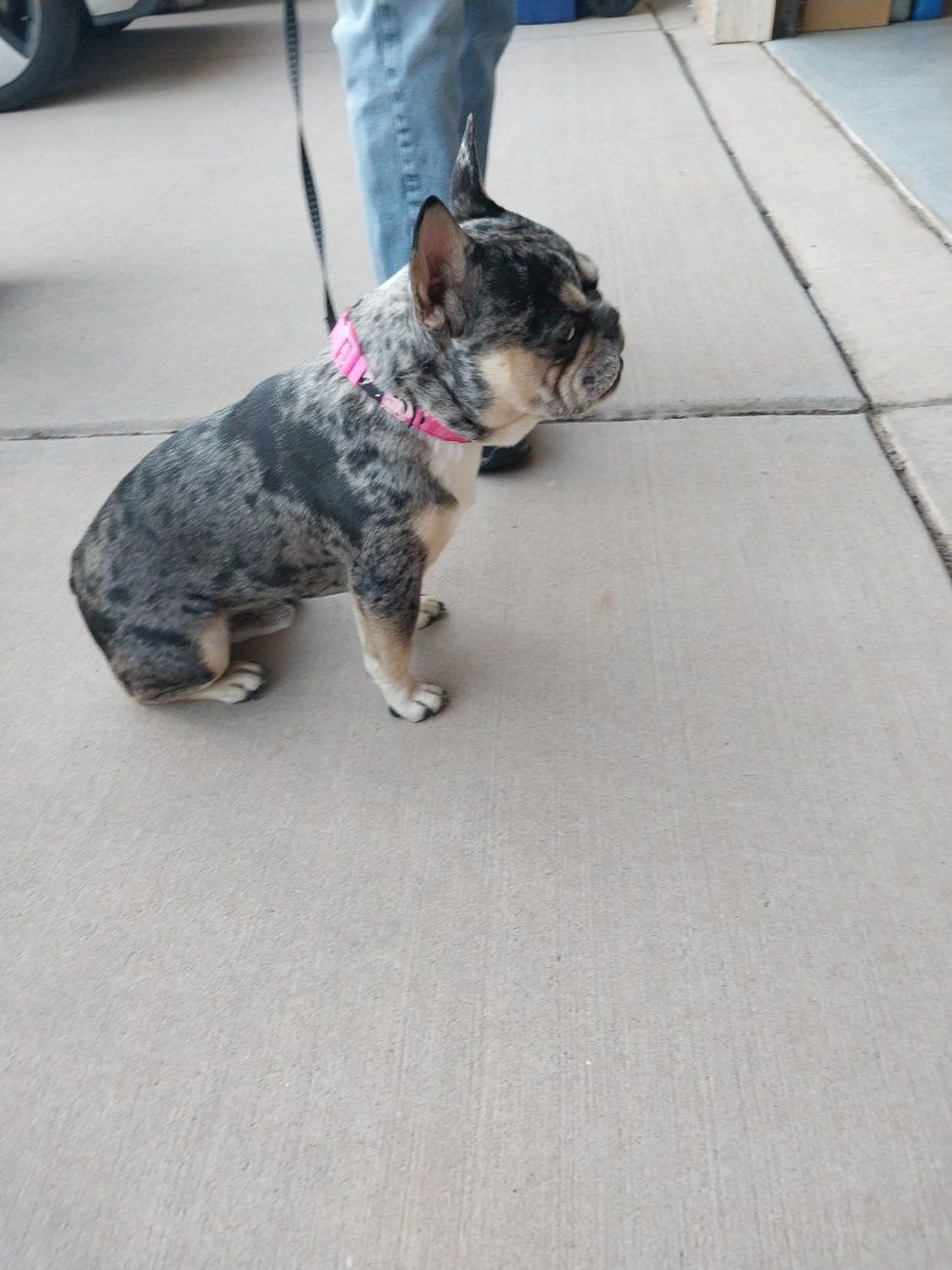 Lost pet-1