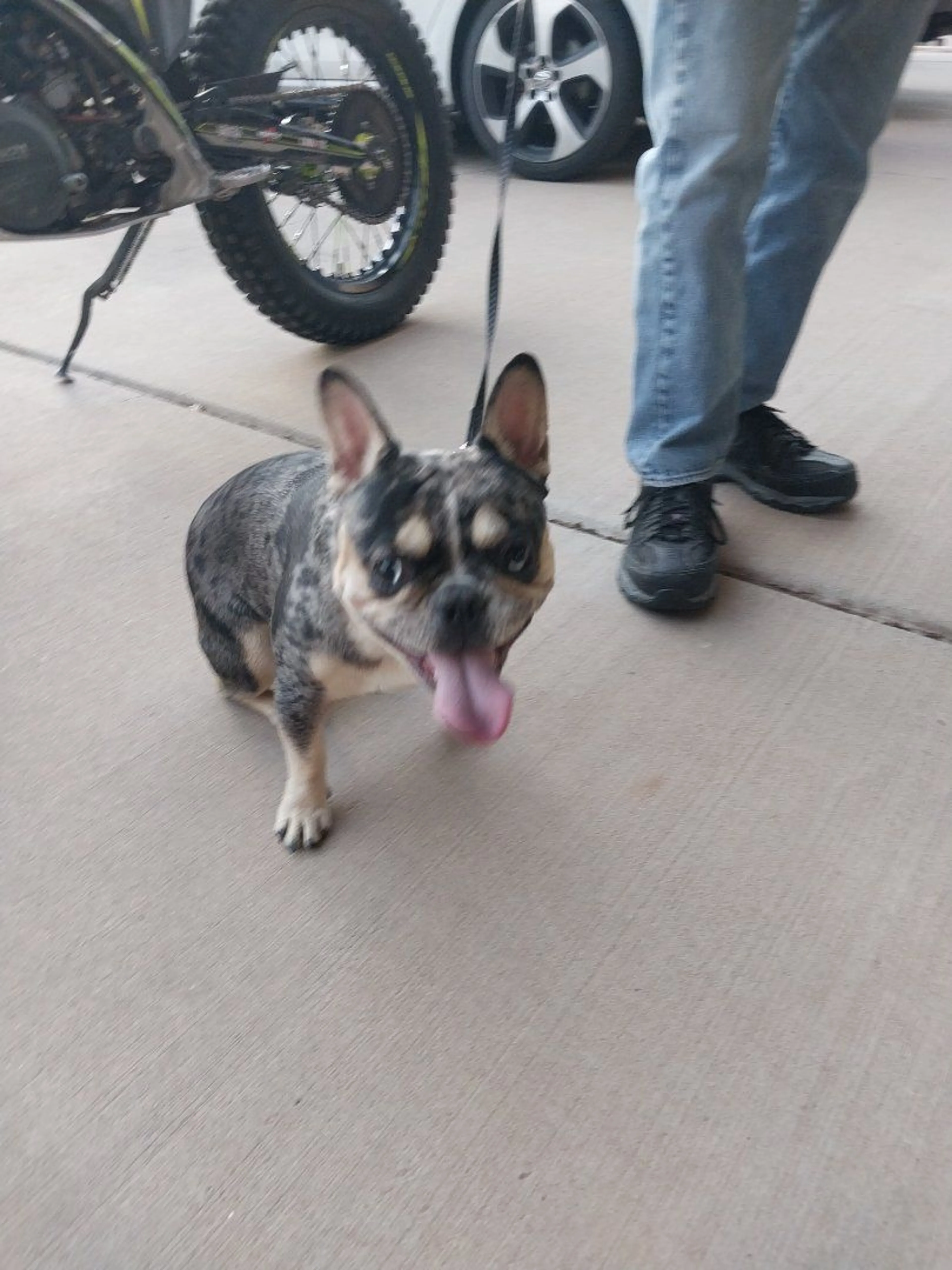 Lost pet-0