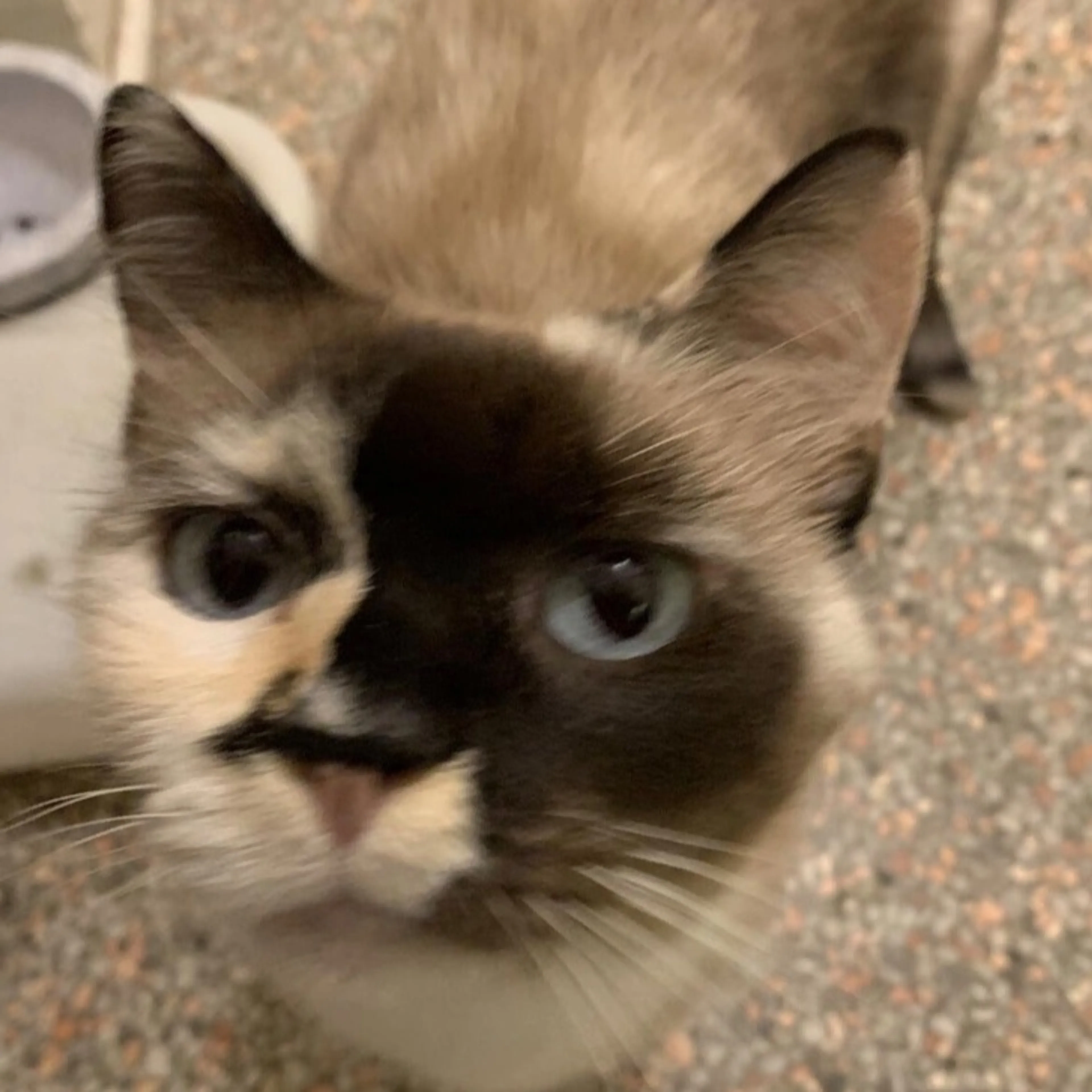 Lost pet-0