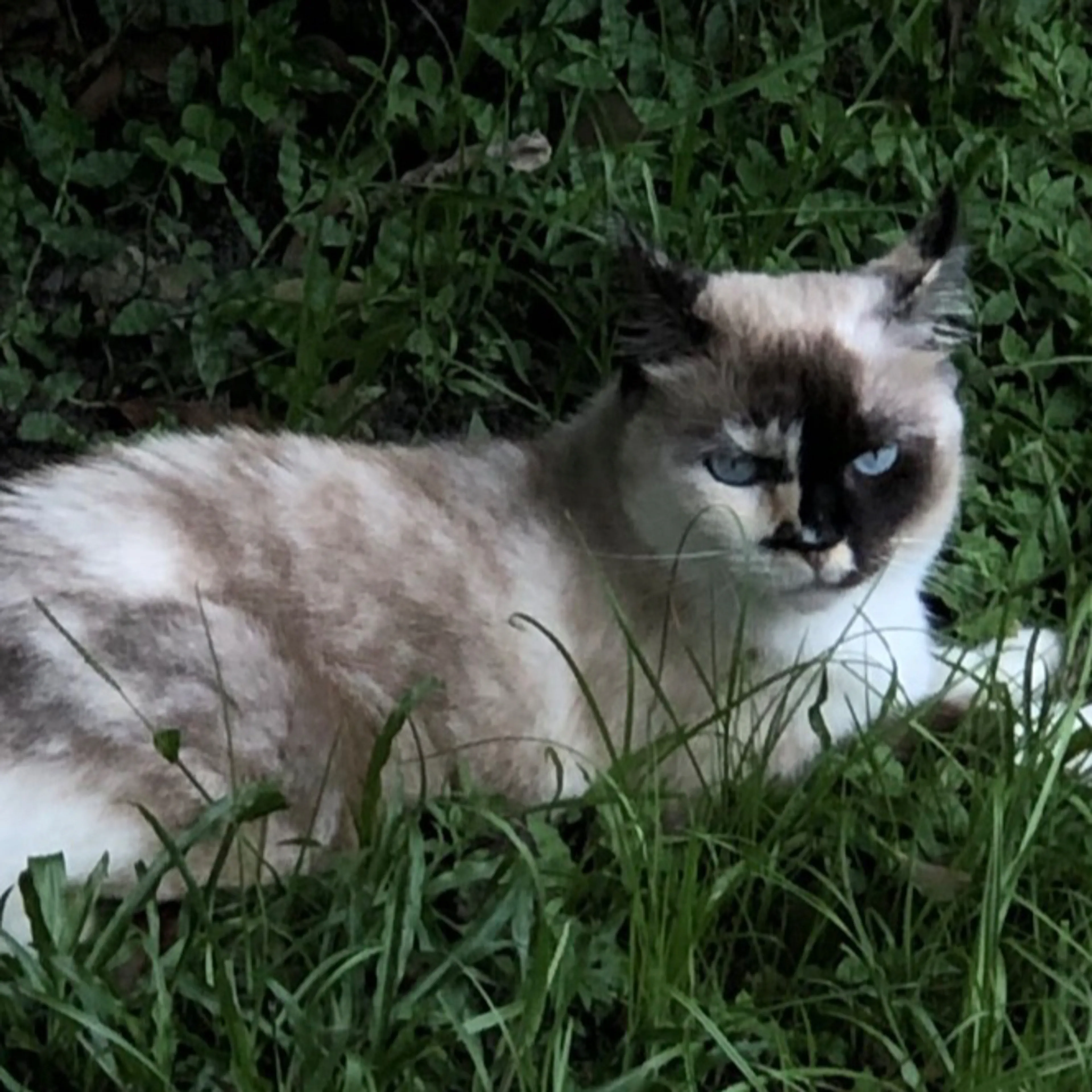 Lost pet-1