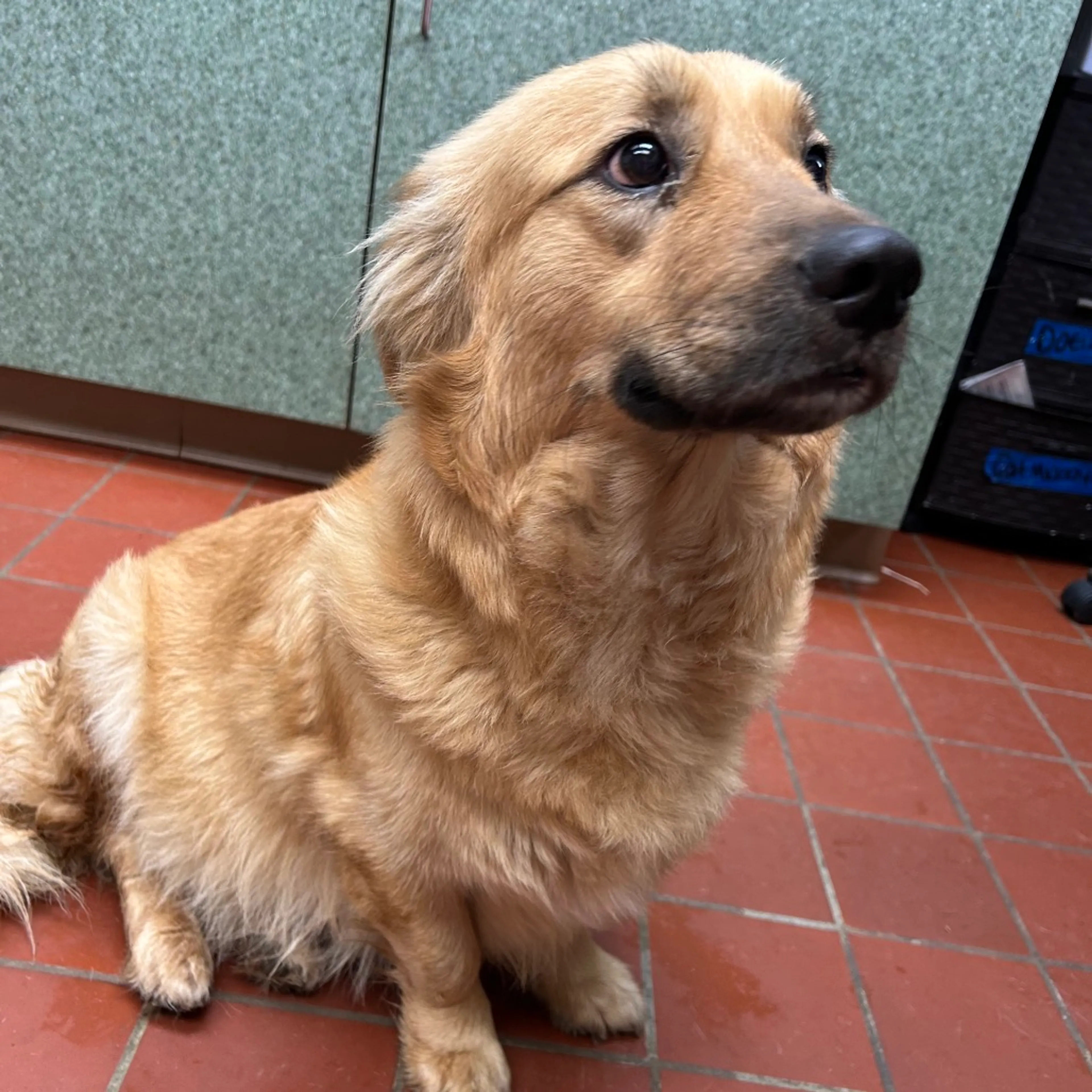 Found pet-2
