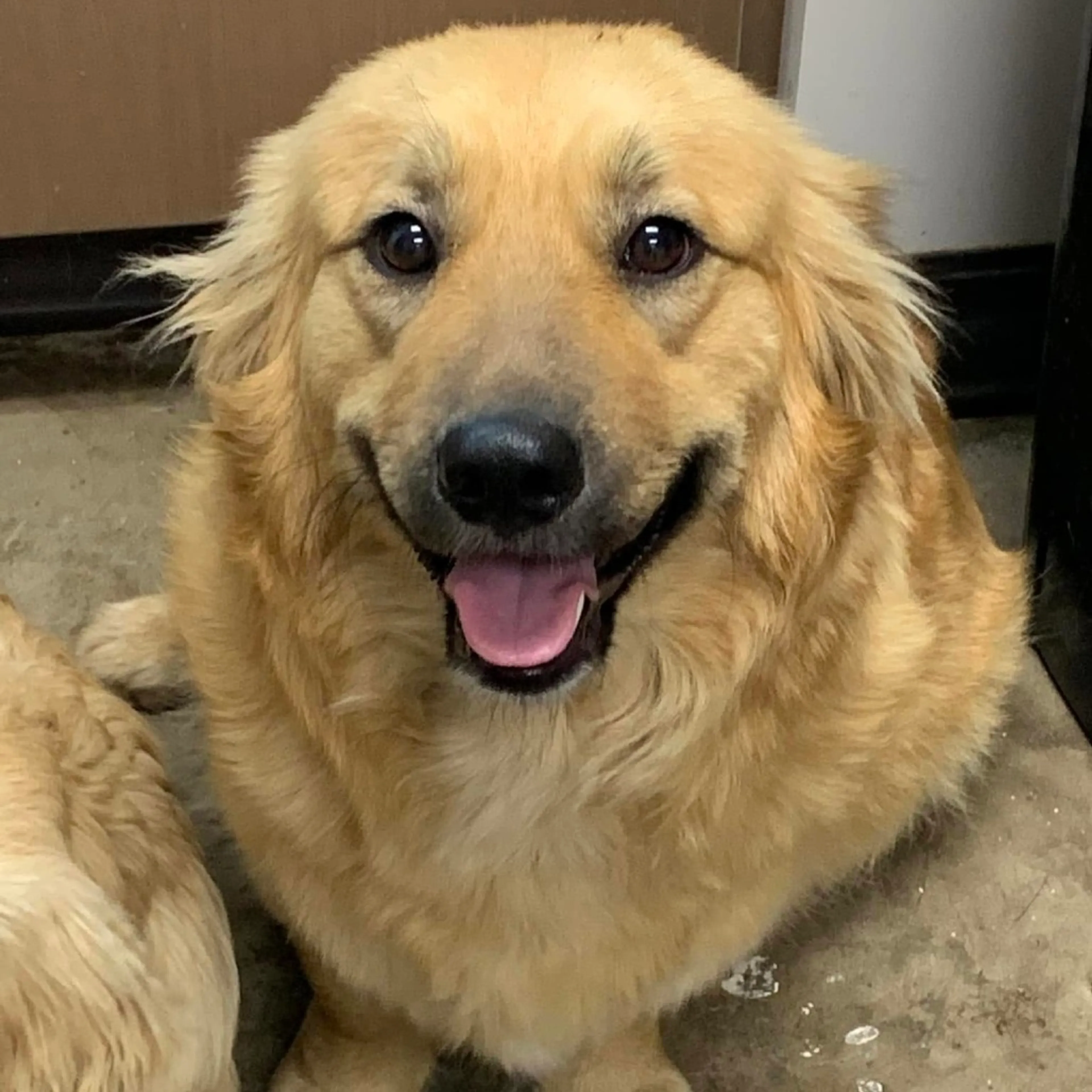 Found pet-1