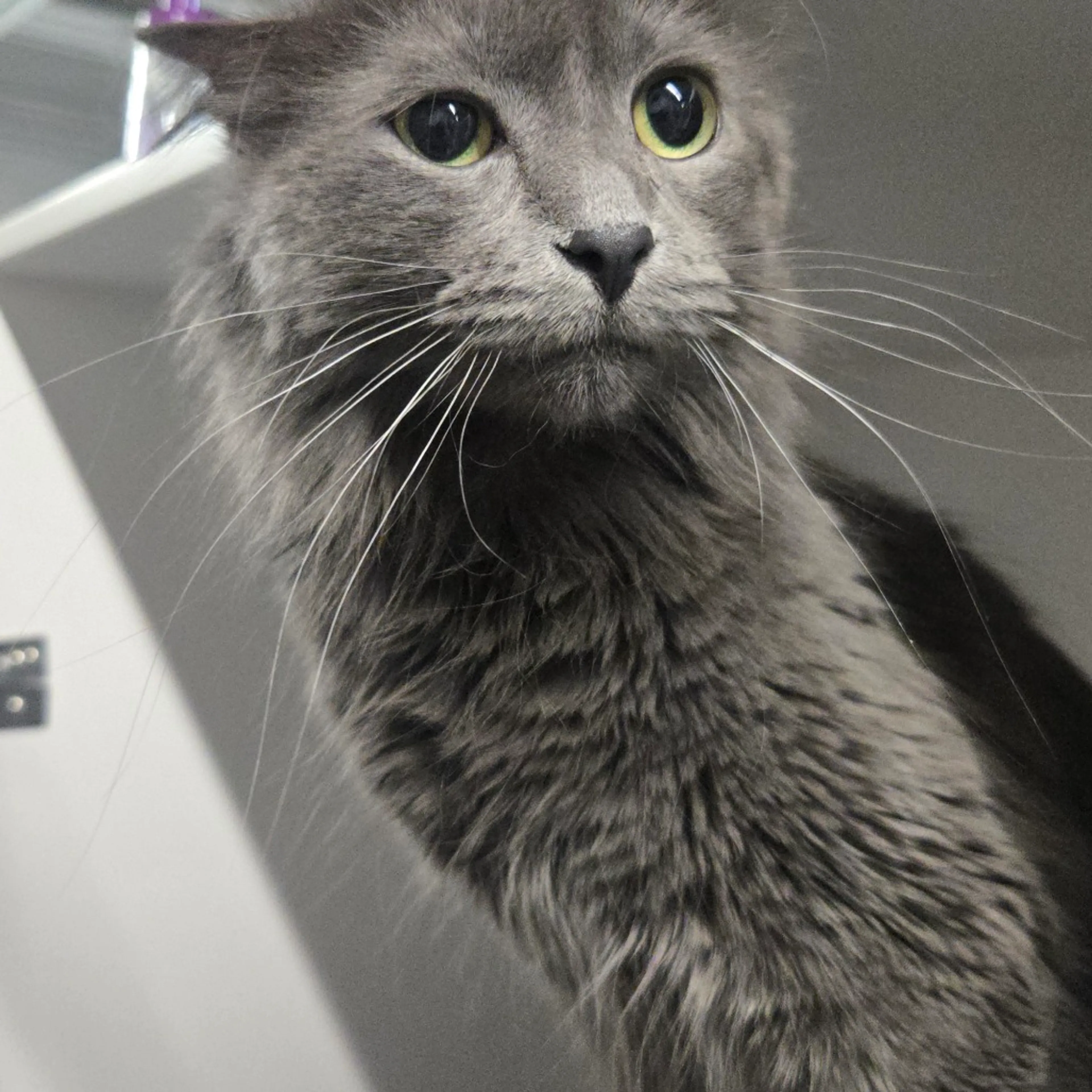 Found pet-4