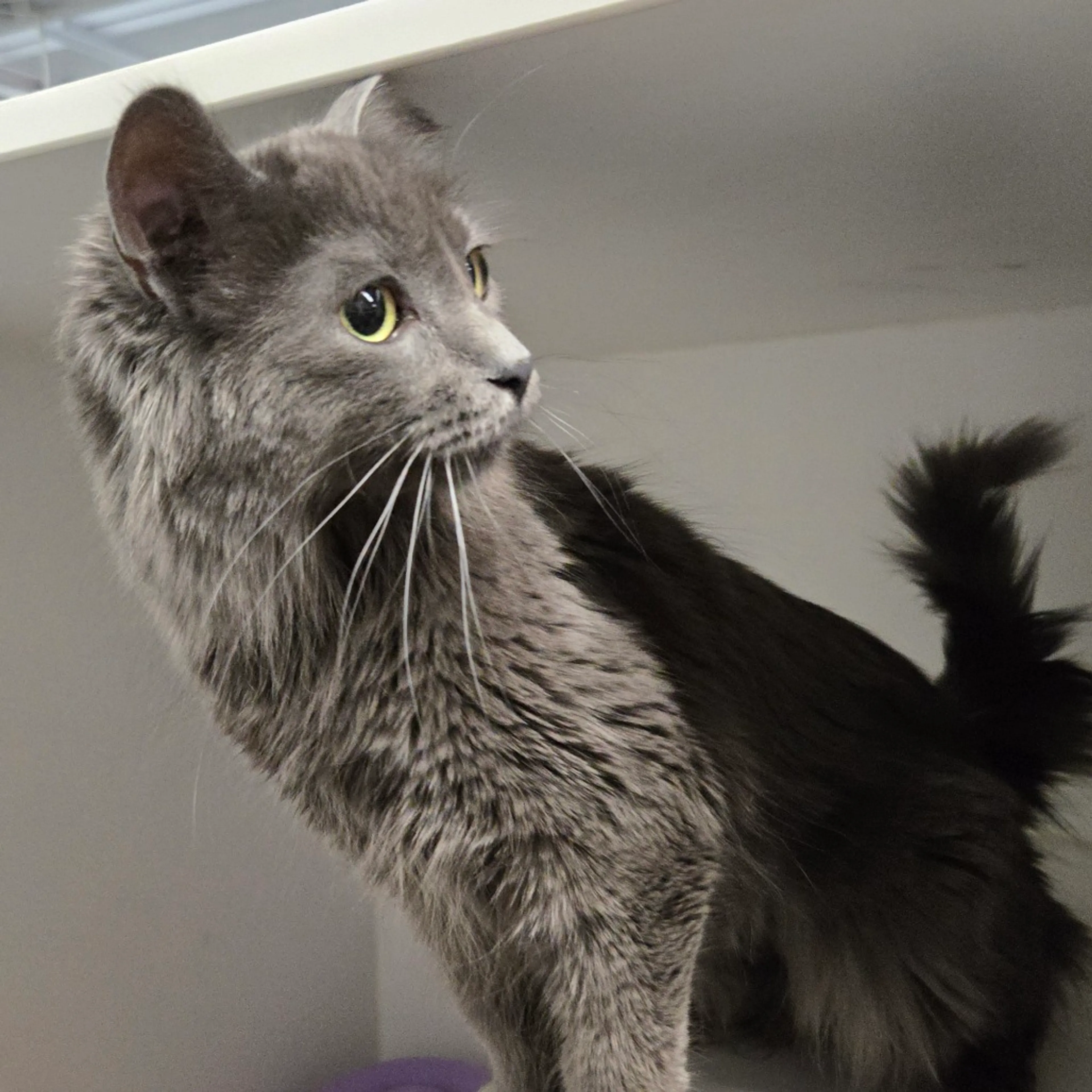 Found pet-3