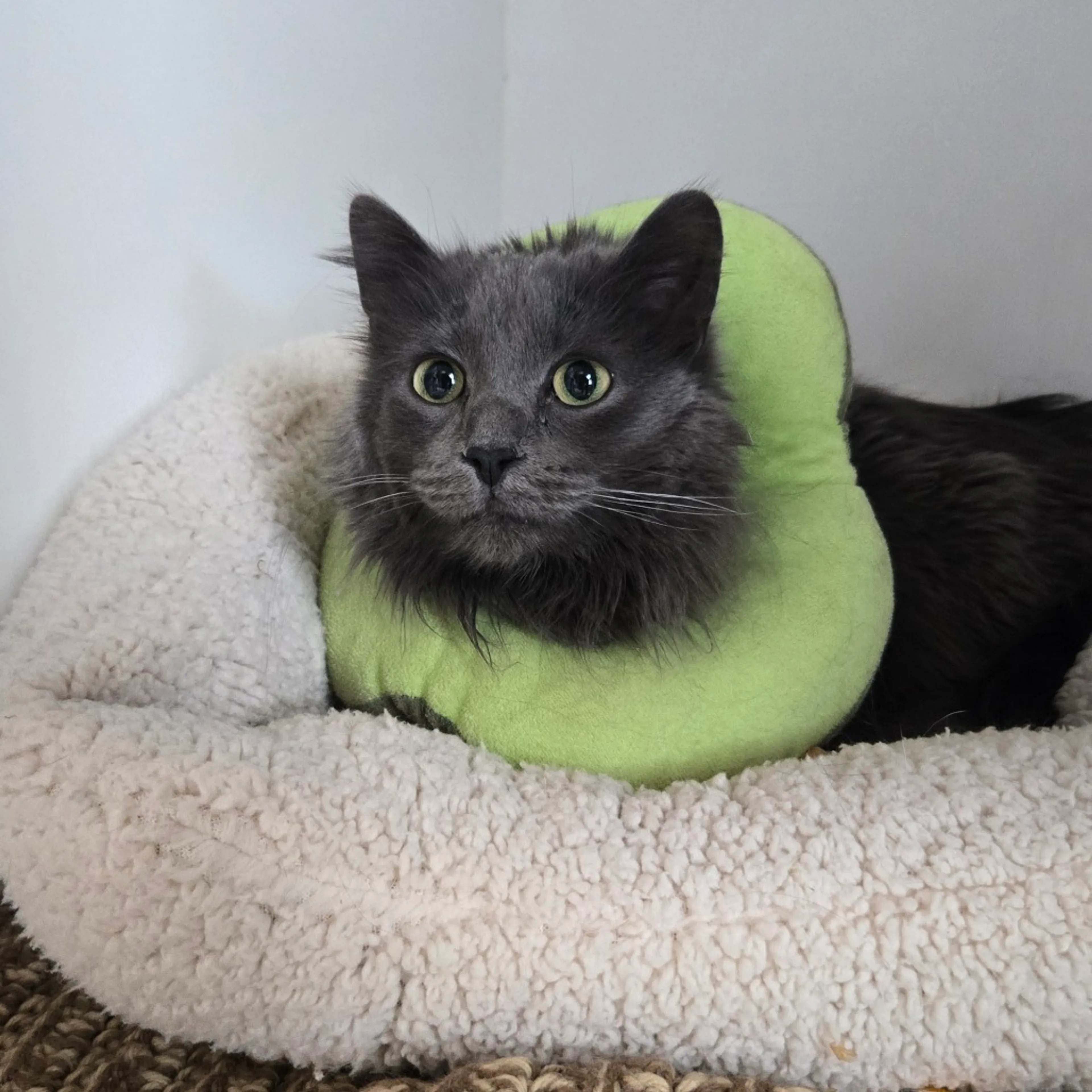 Found pet-2