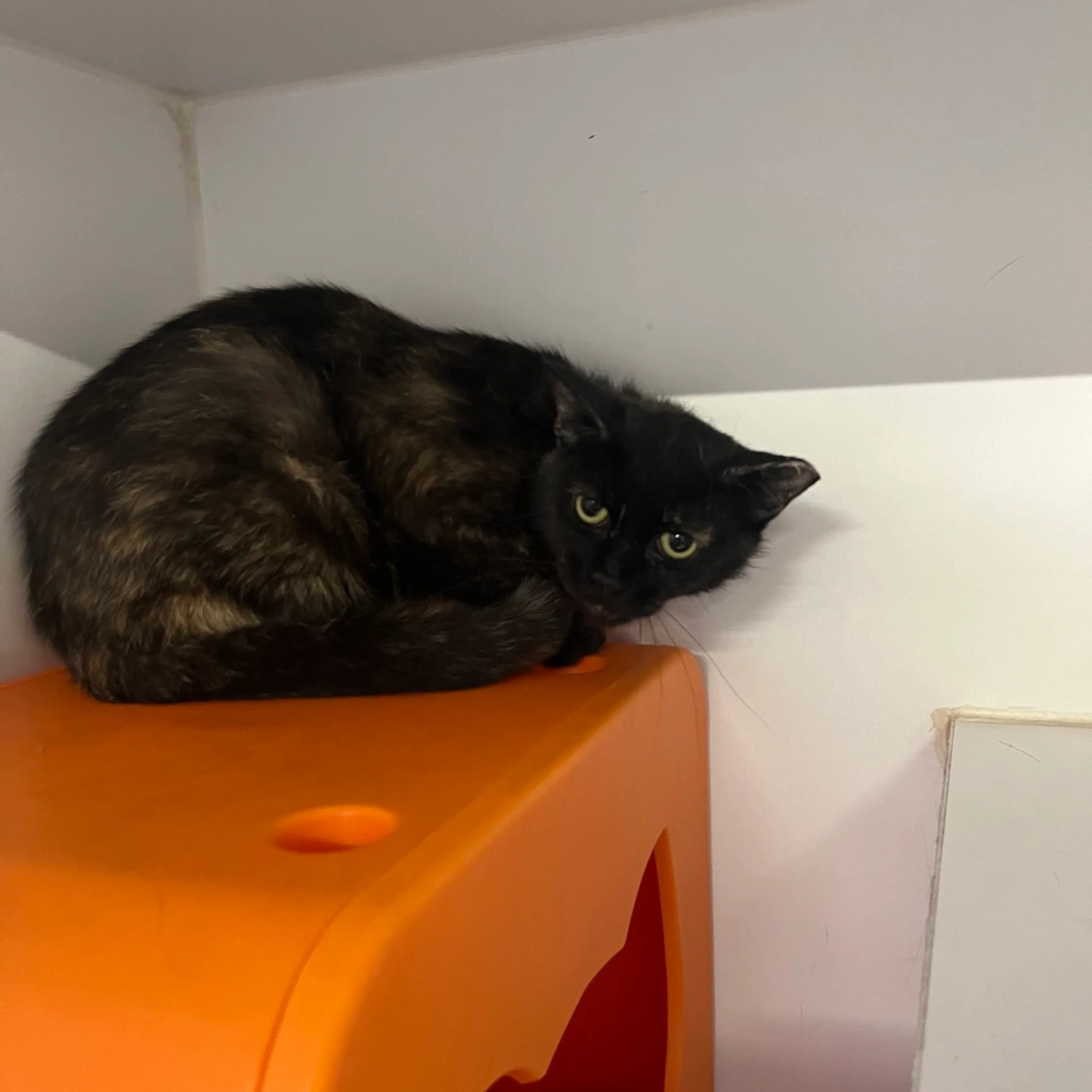 Found pet-0