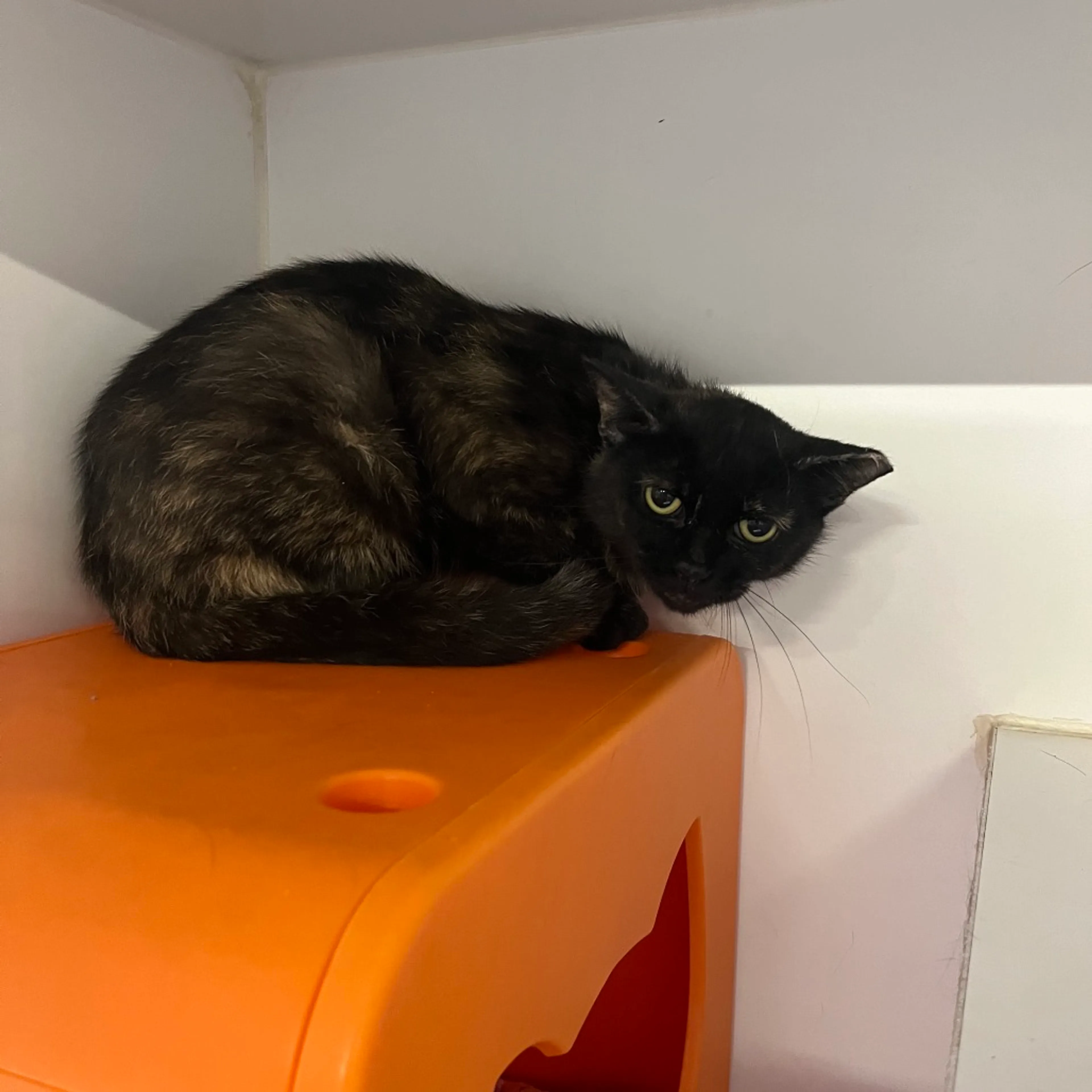 Found pet-4