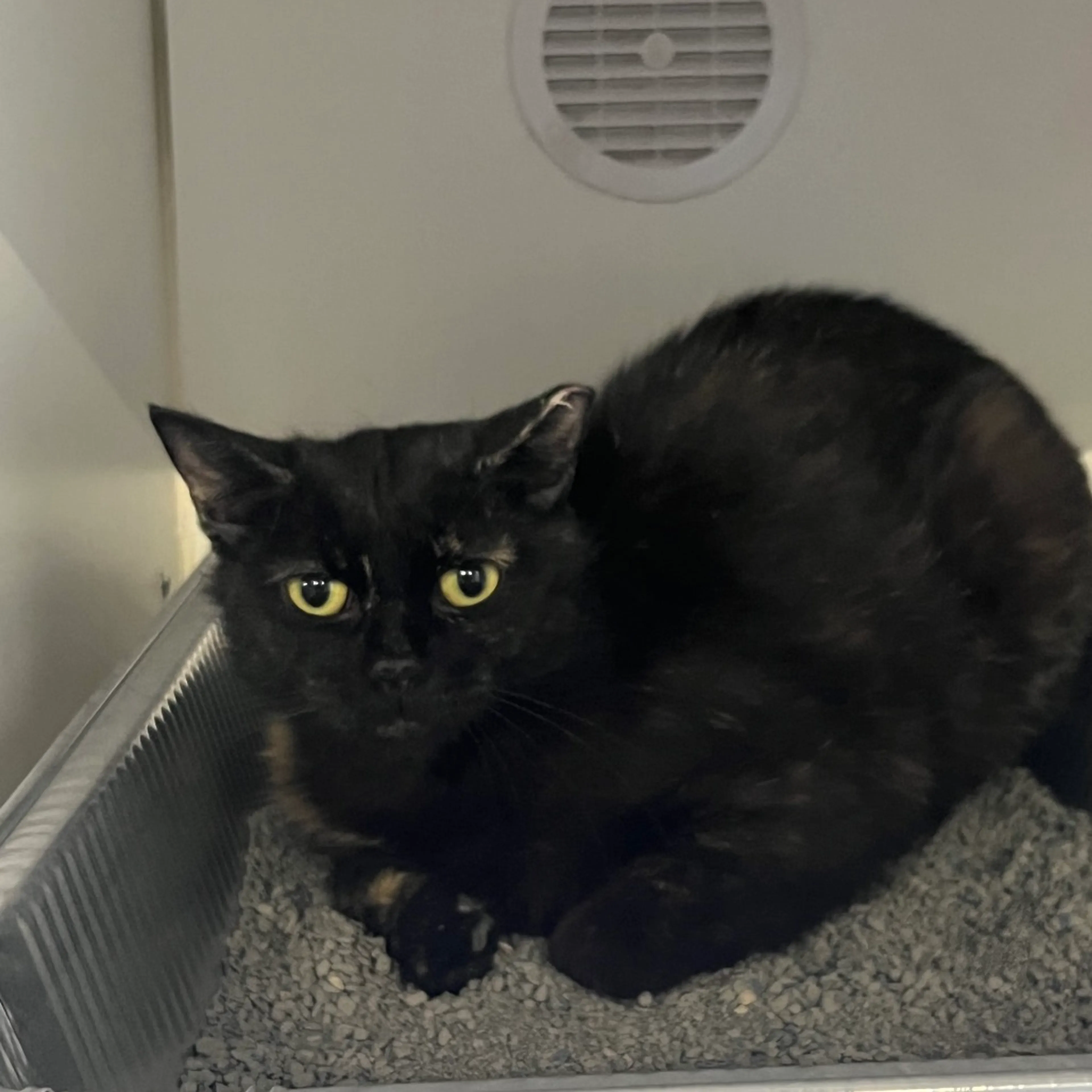 Found pet-2