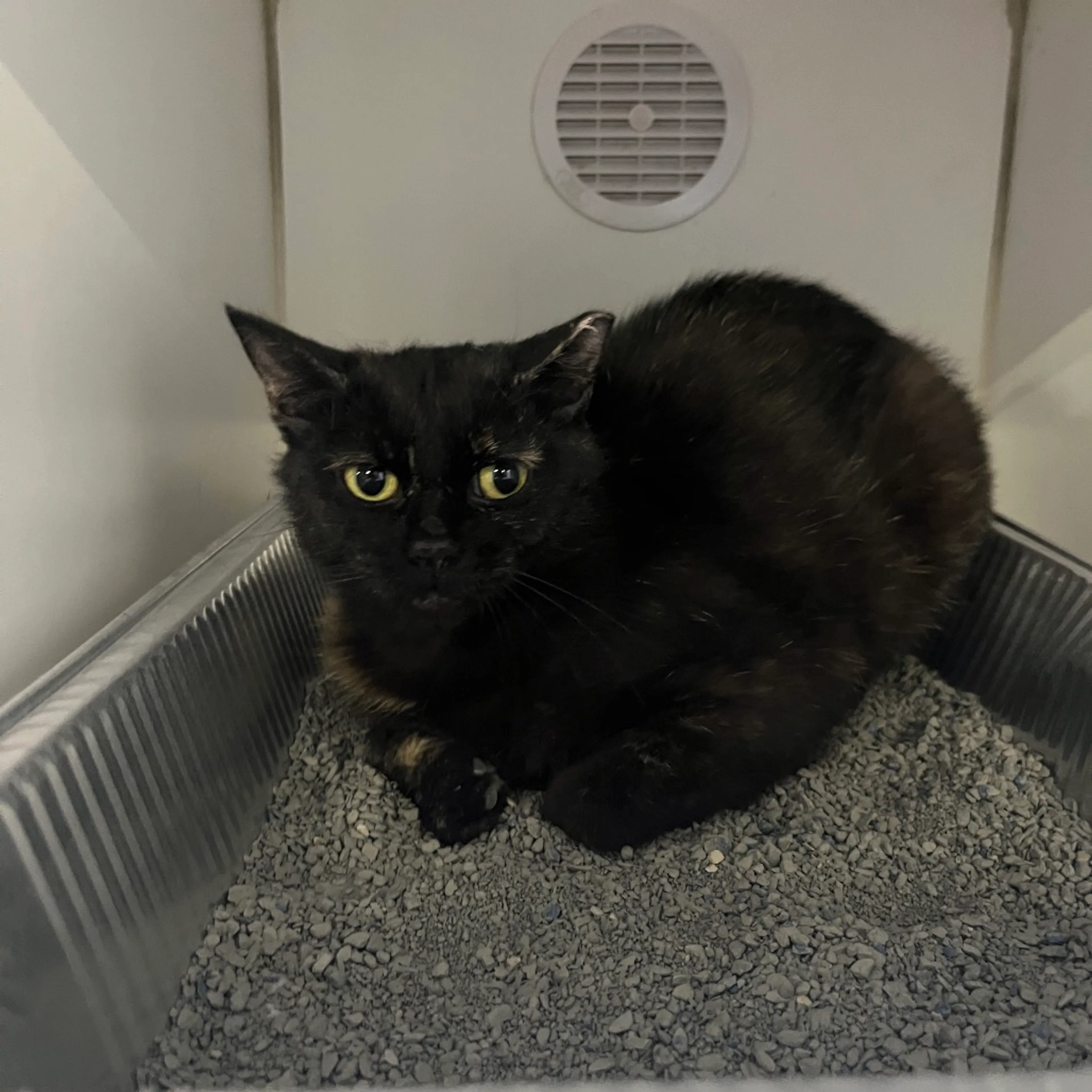 Found pet-3