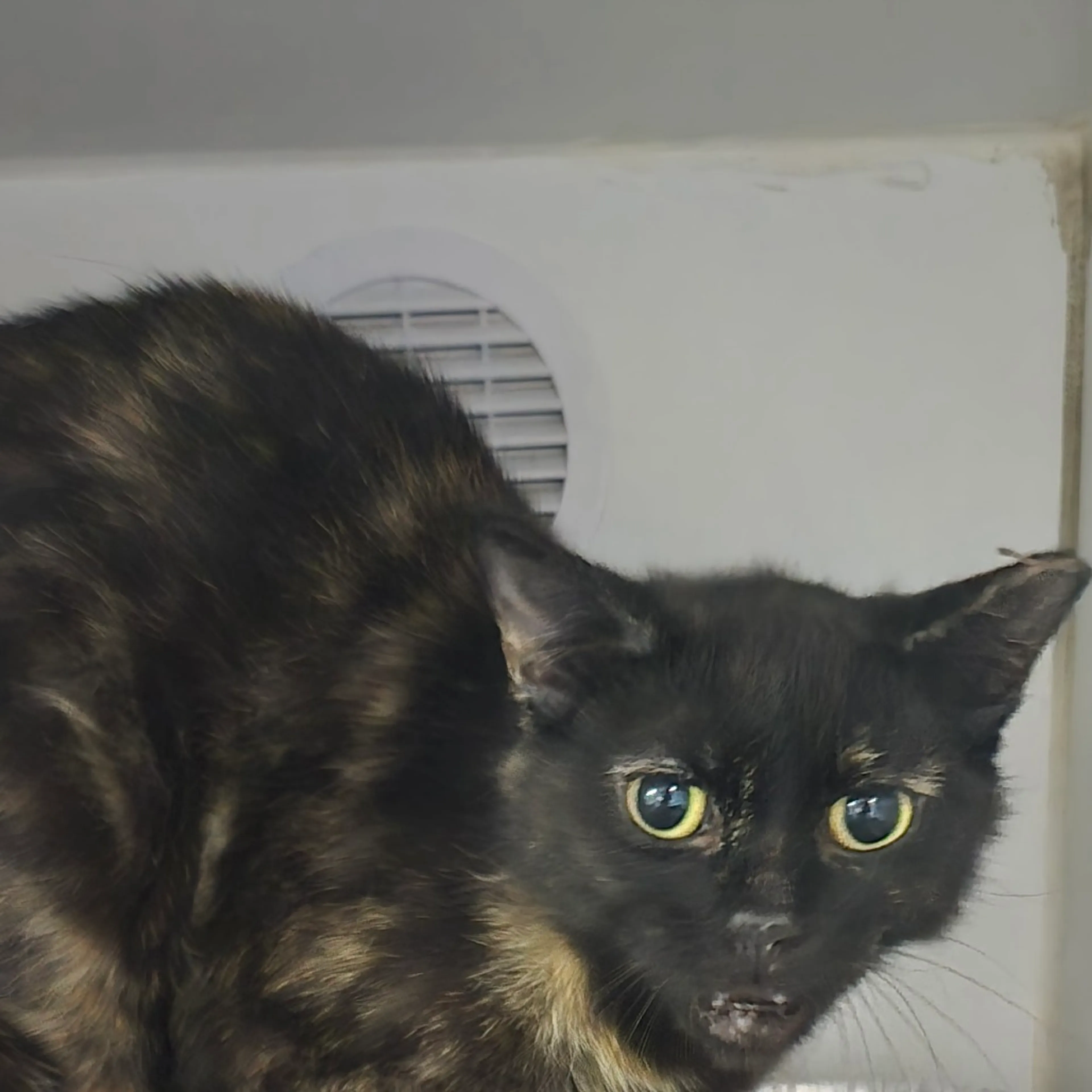 Found pet-1