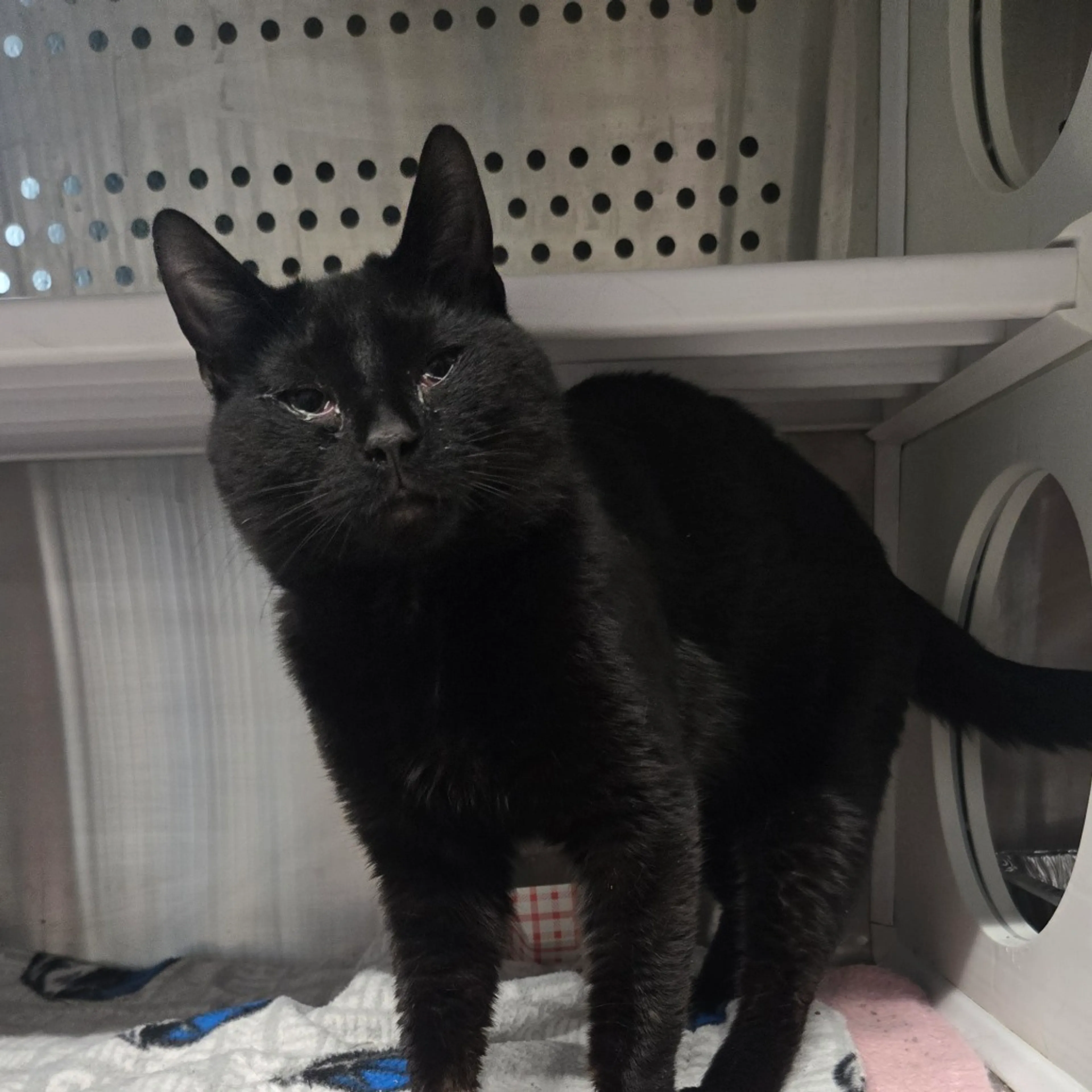 Found pet-0