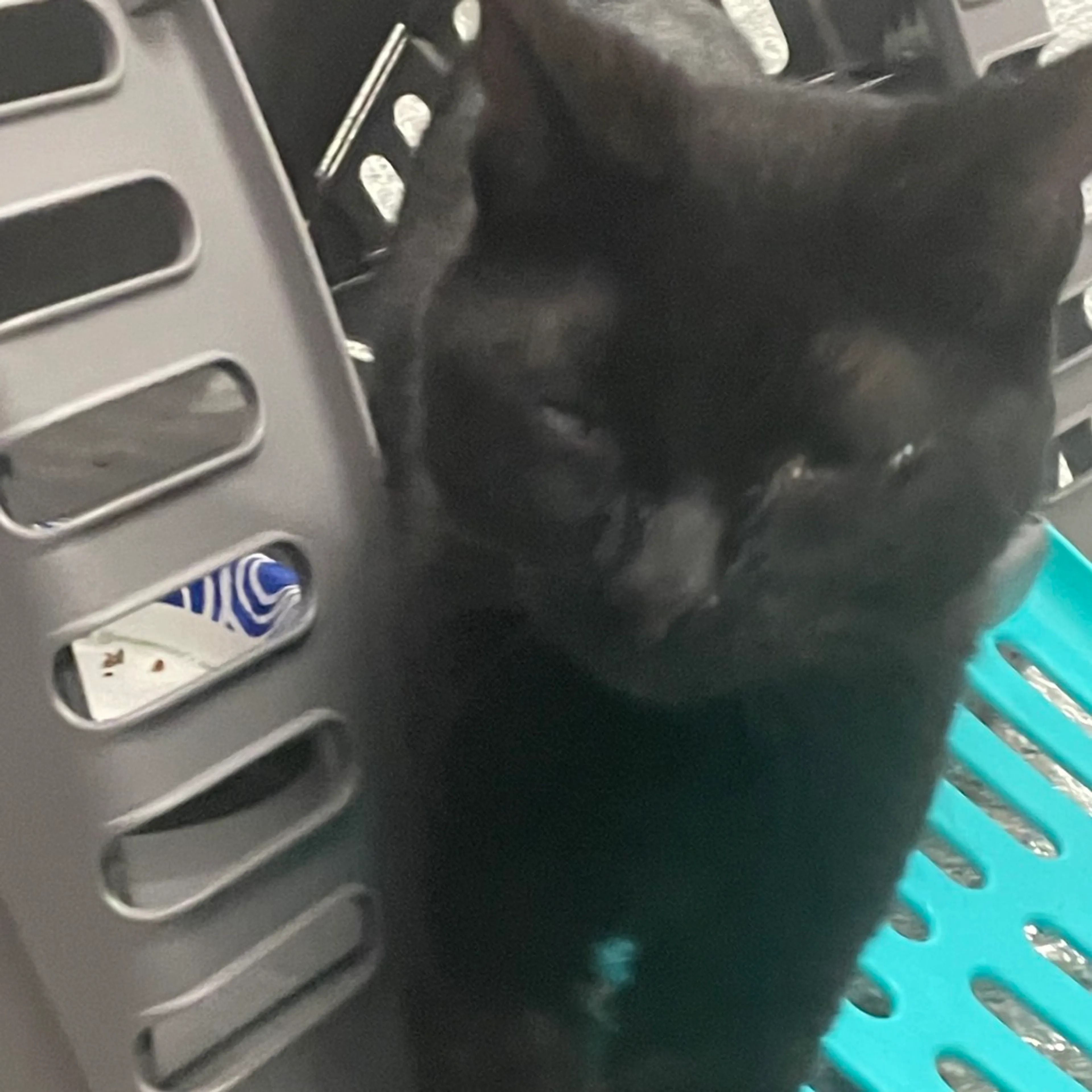 Found pet-1