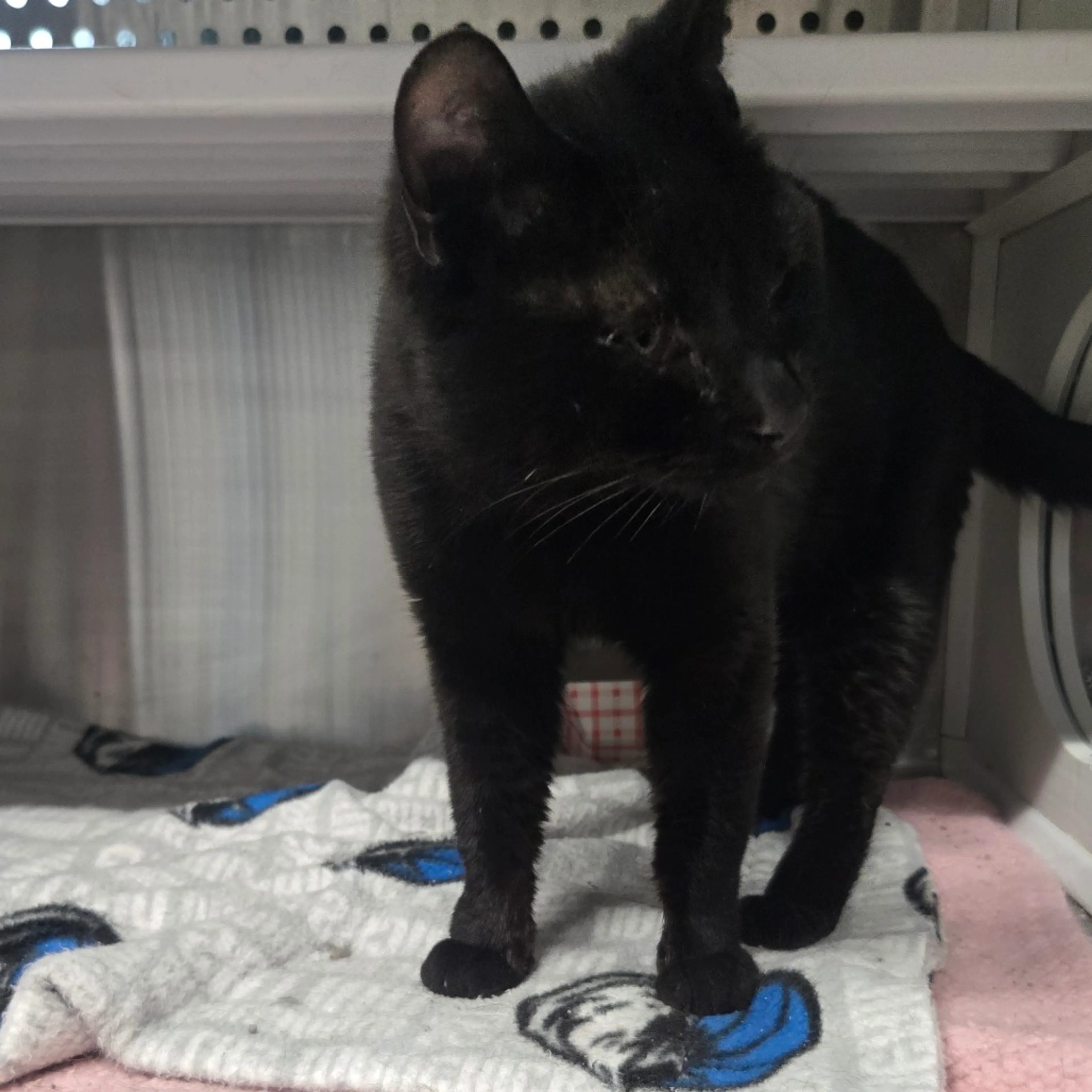 Found pet-2