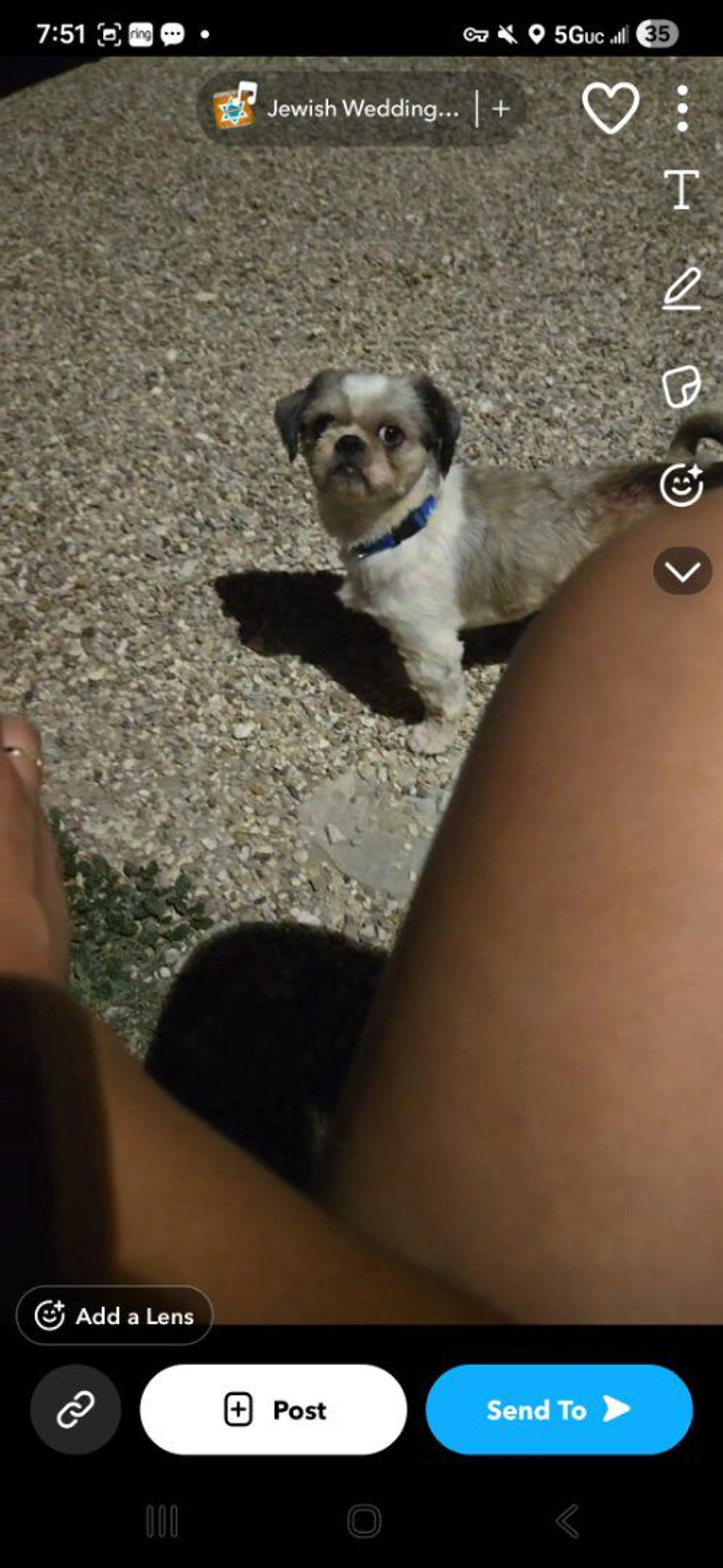 Lost pet