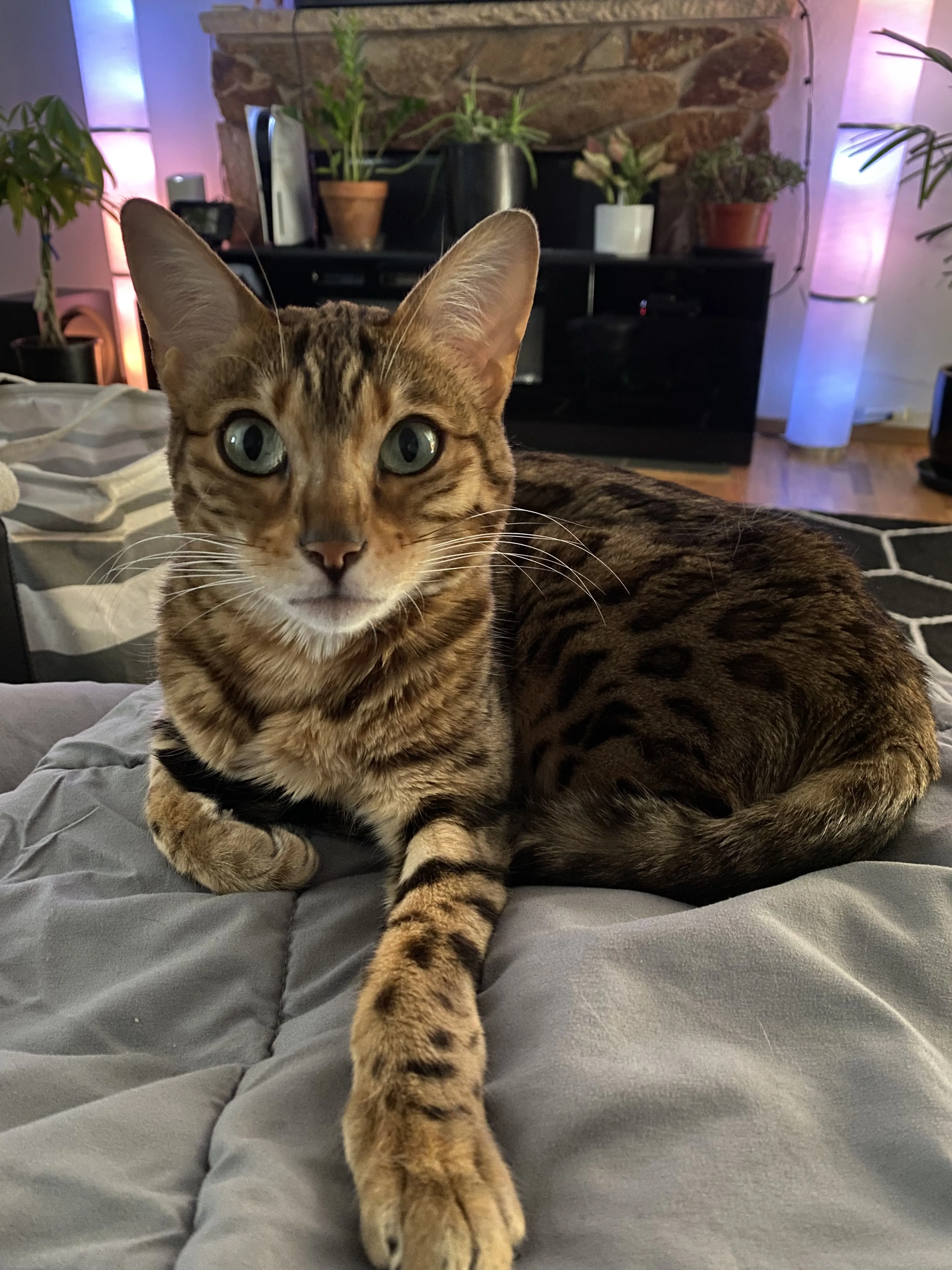 Lost pet