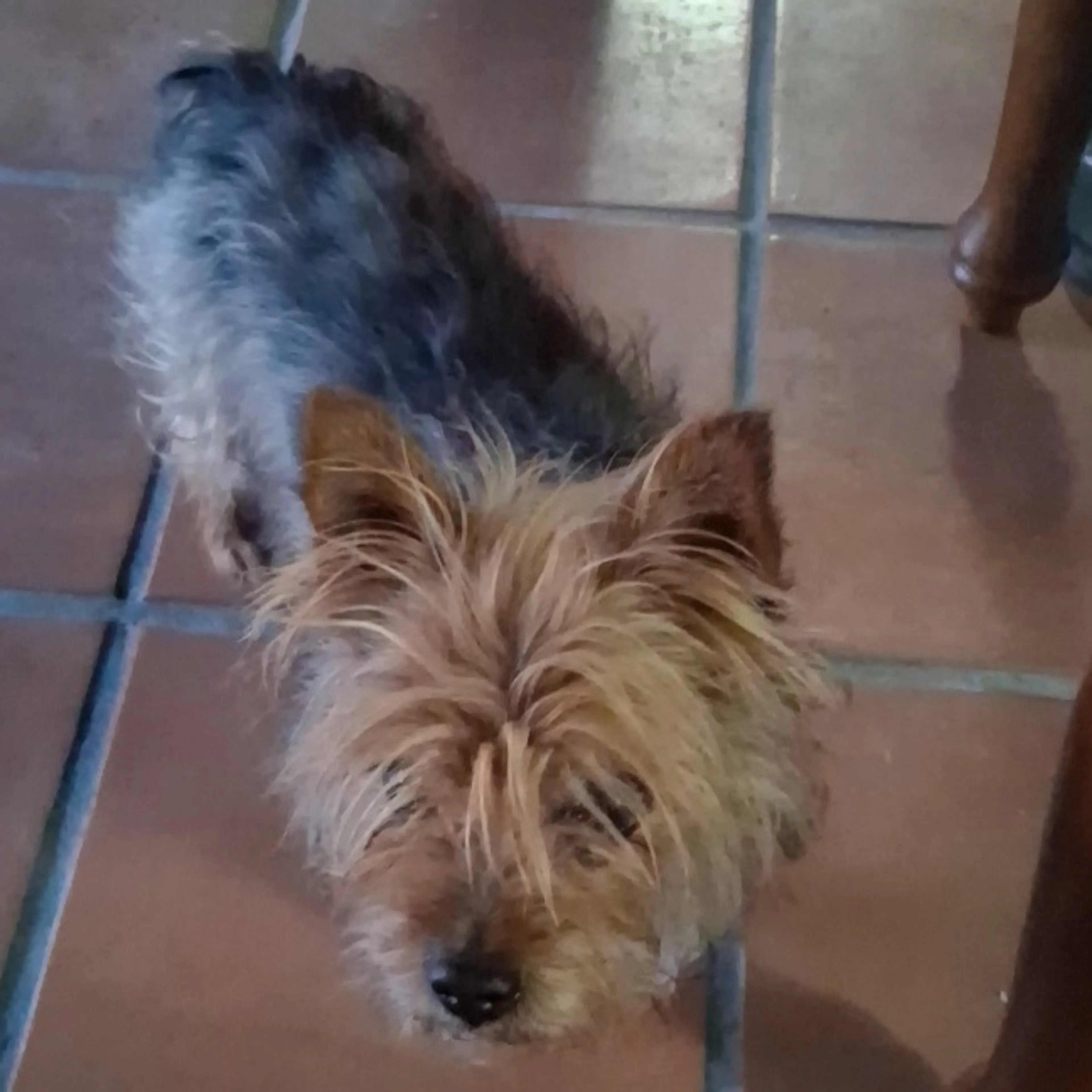 Found pet-1