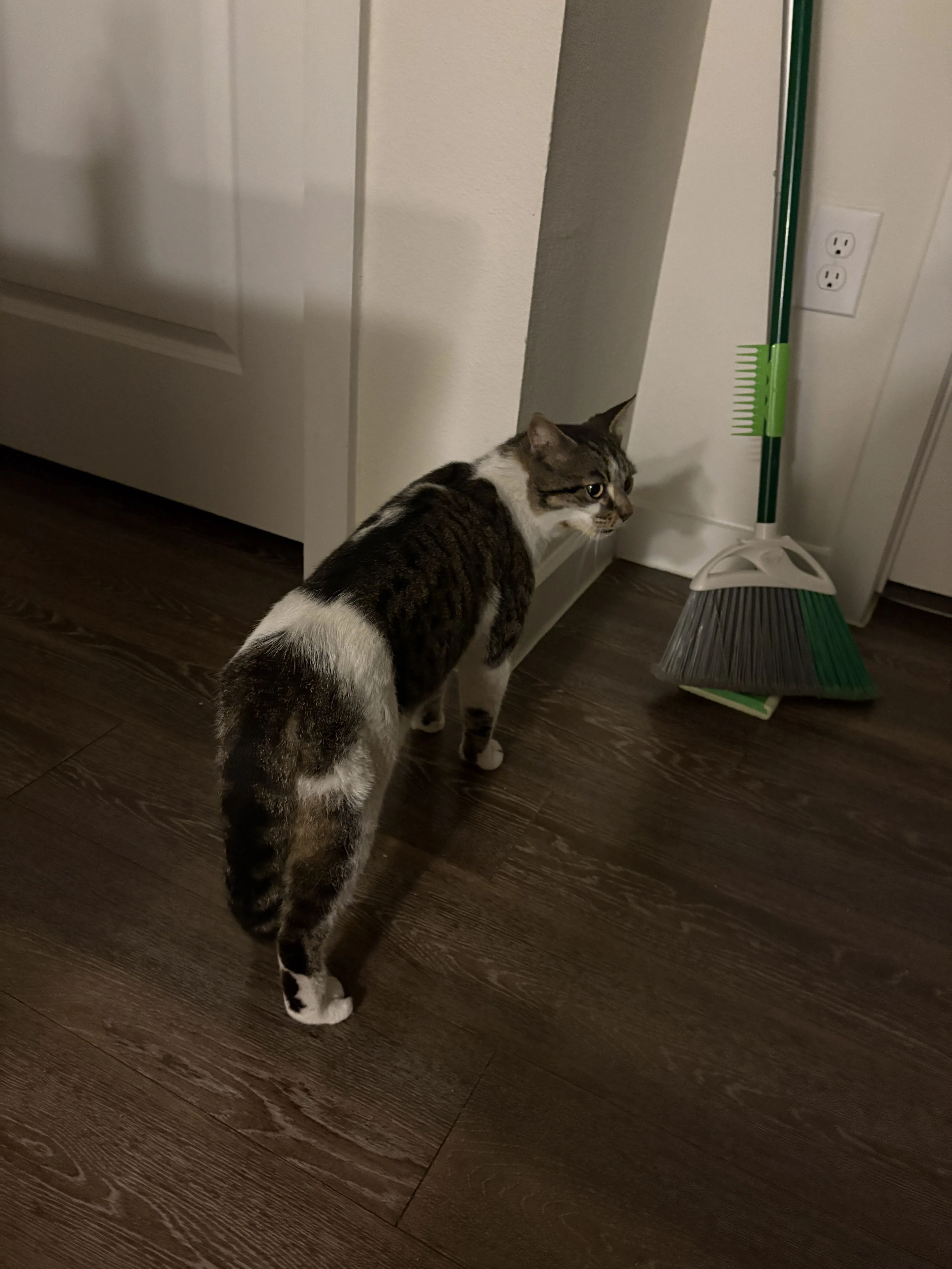 Lost pet