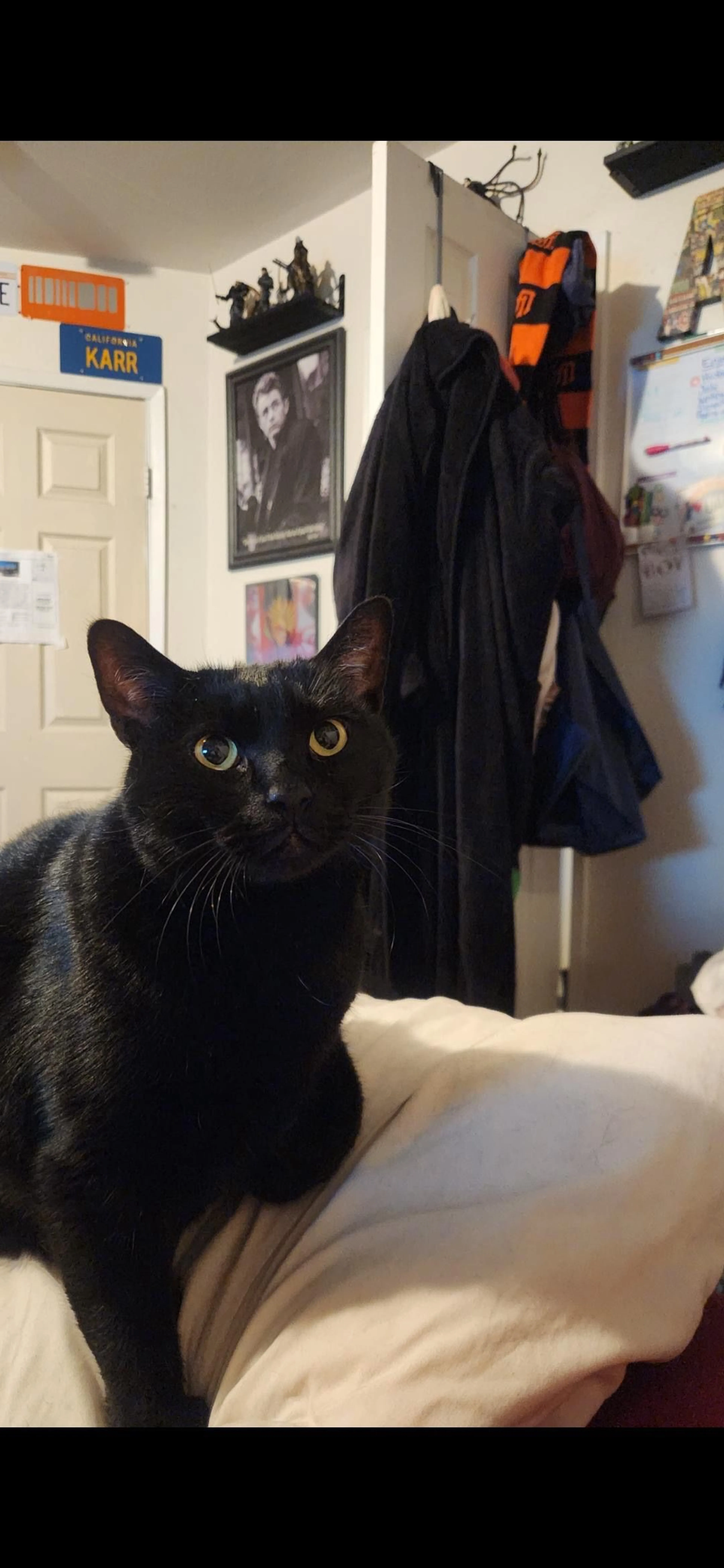 Lost pet