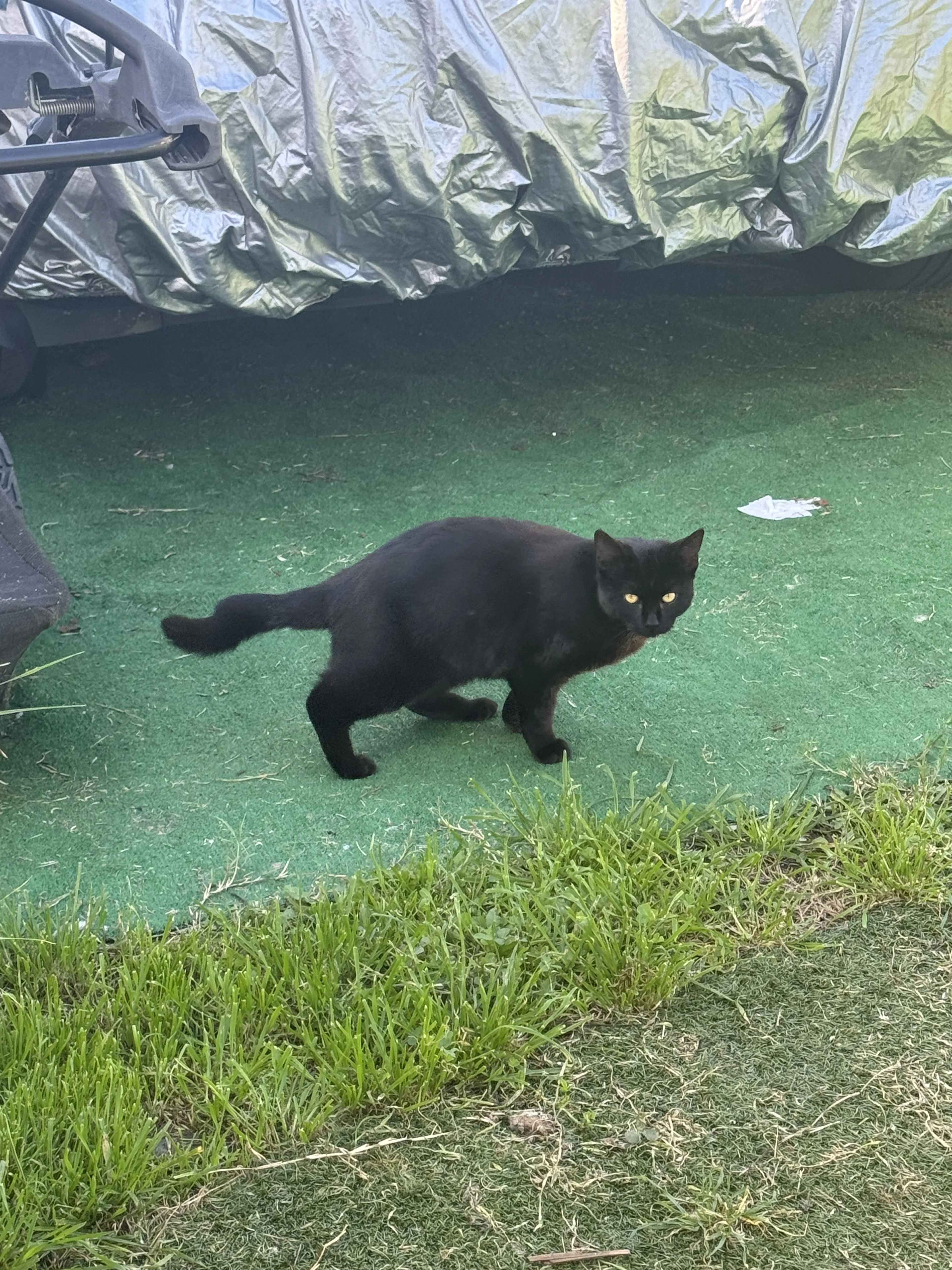 Lost pet-2