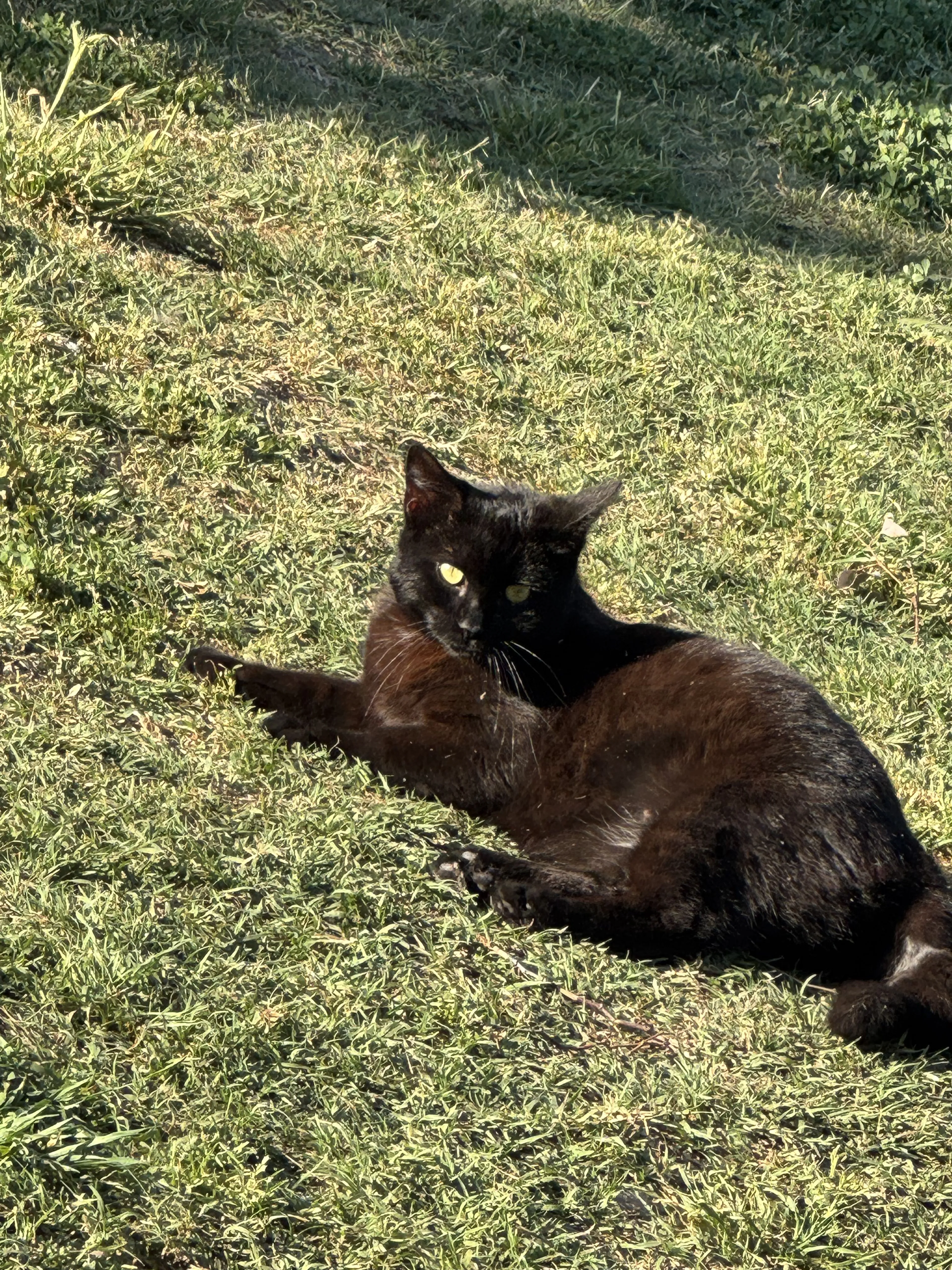 Lost pet-1
