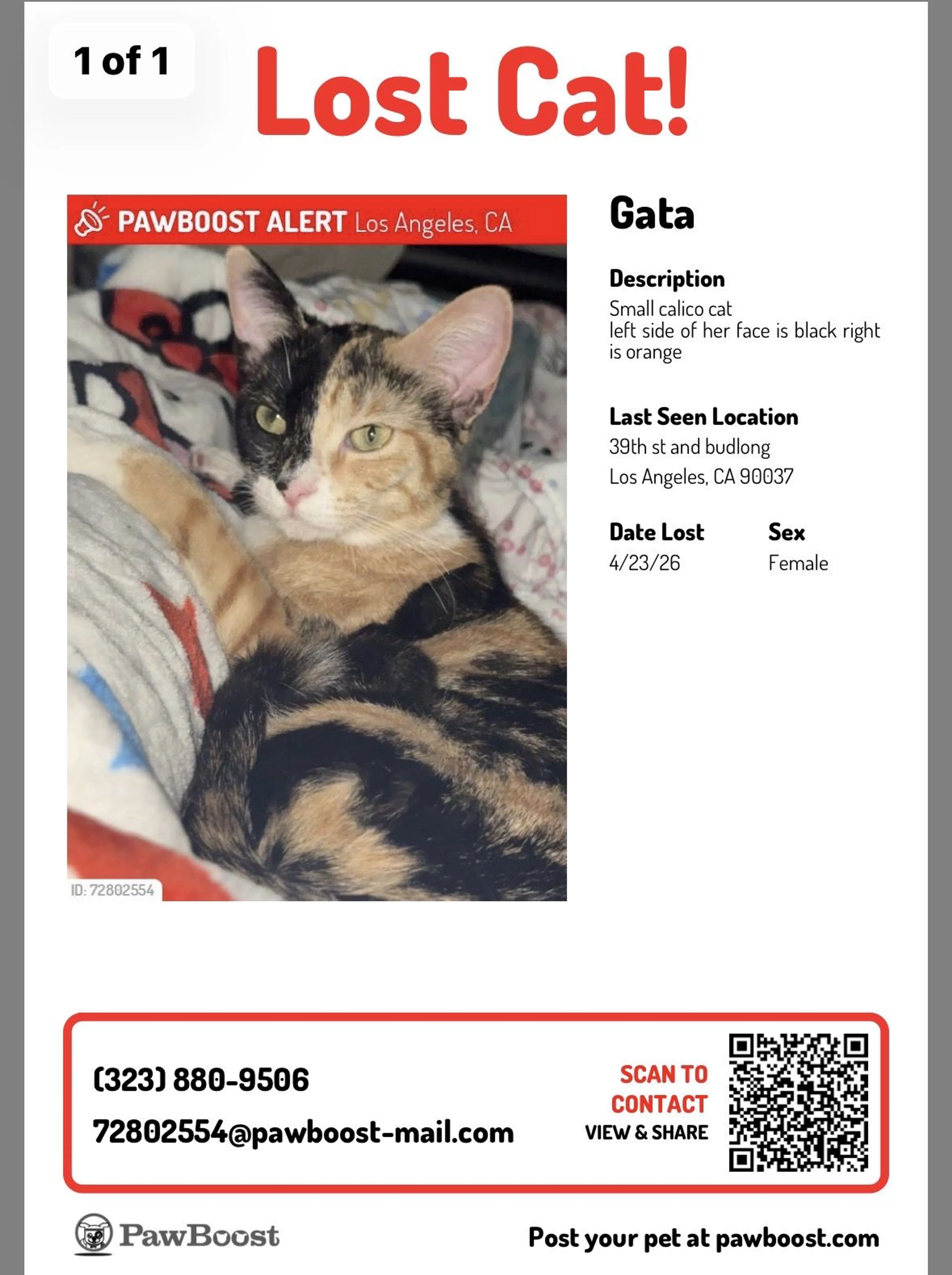 Lost pet