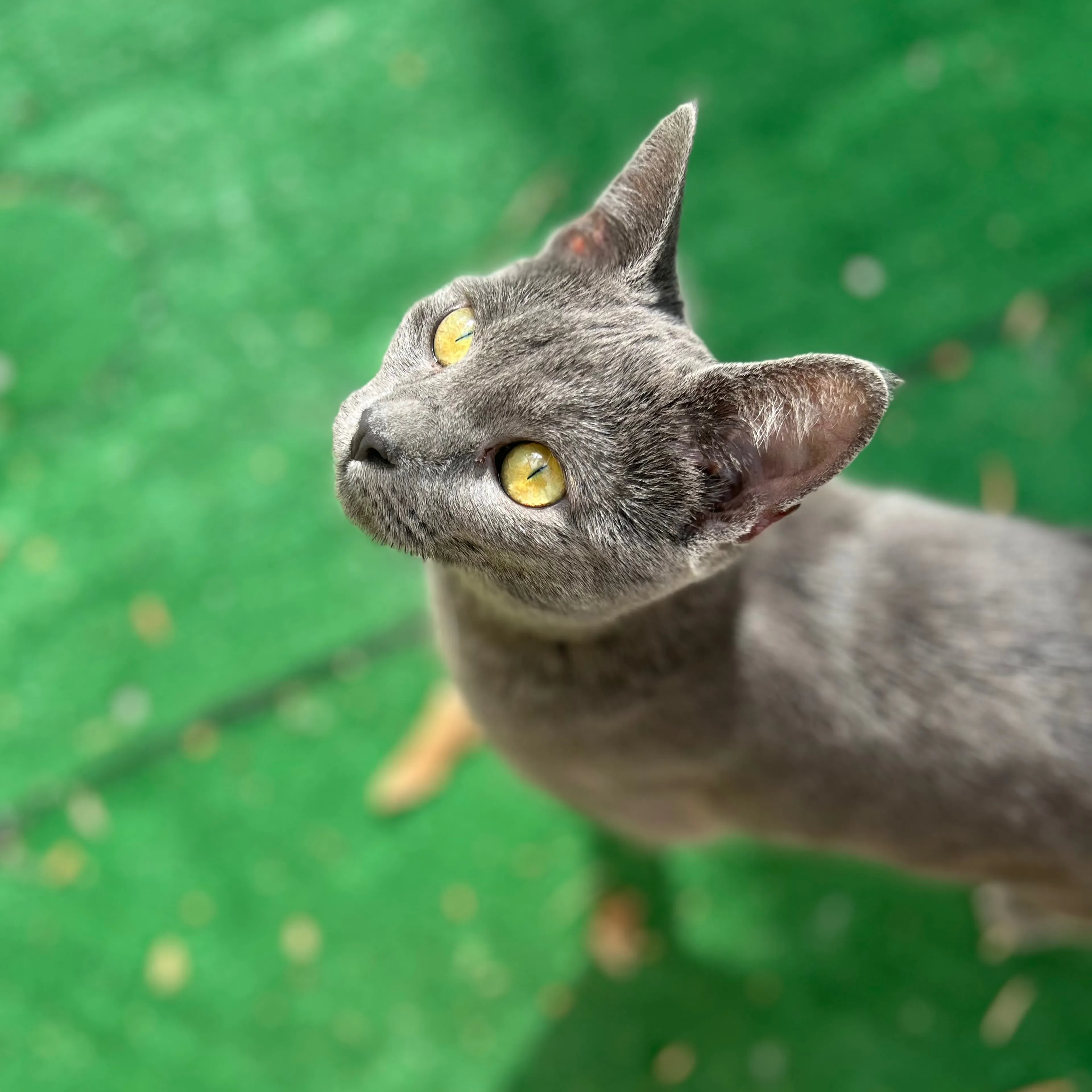 Lost pet-3