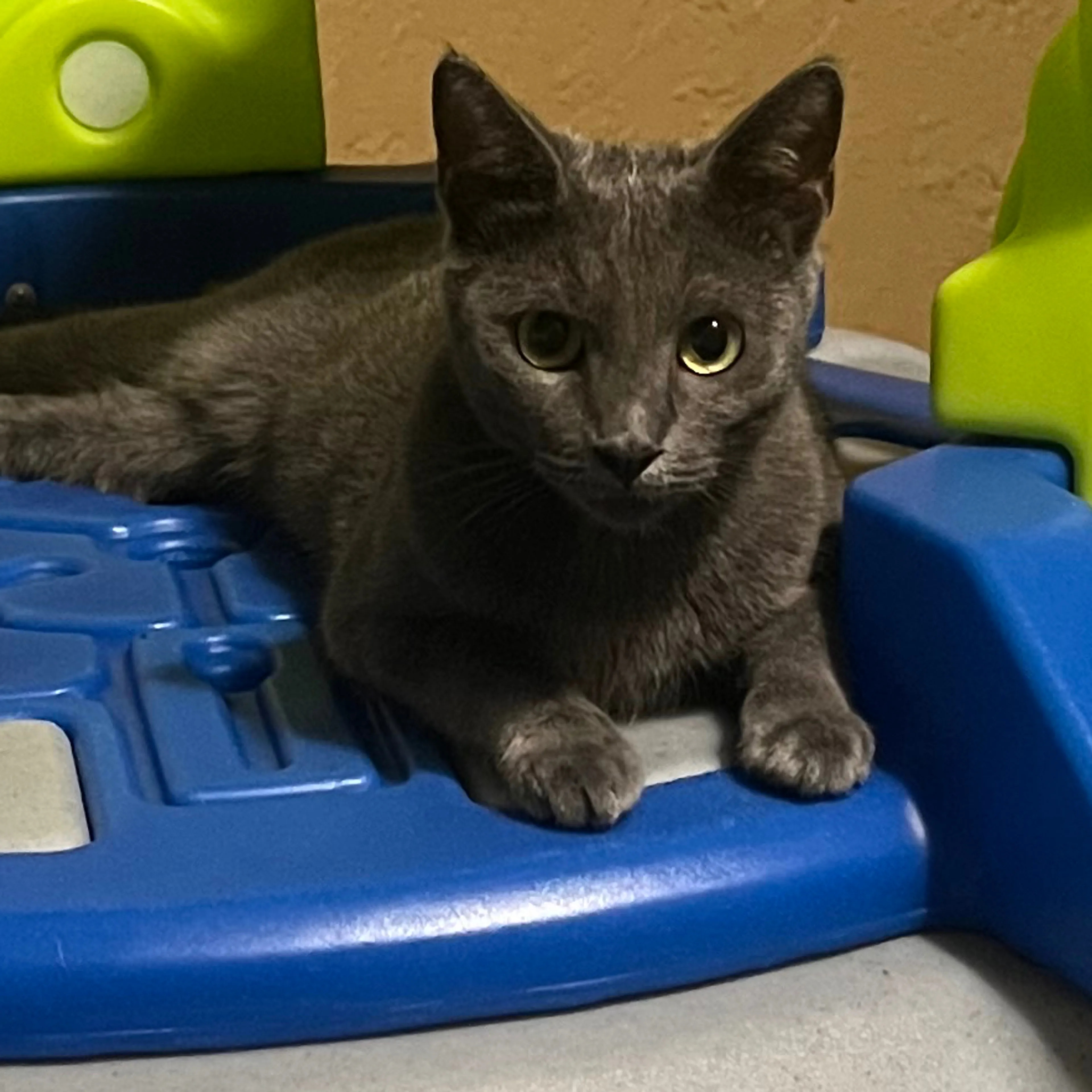 Lost pet-2