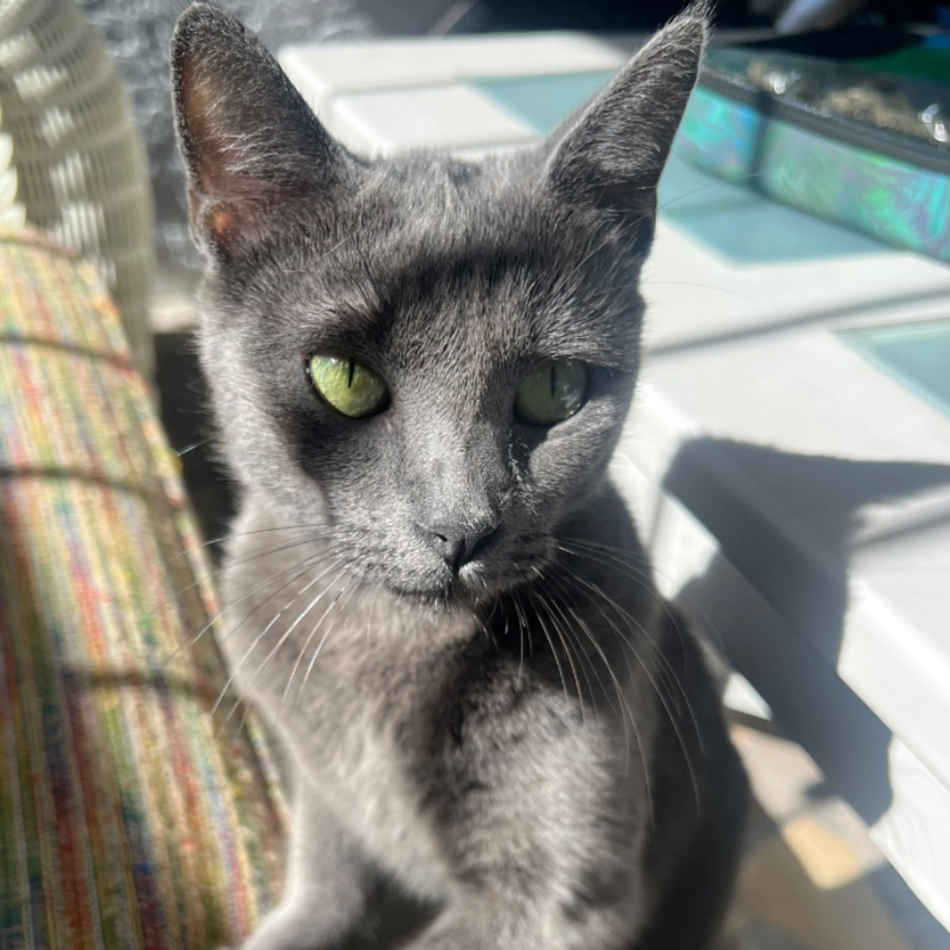 Lost pet-0