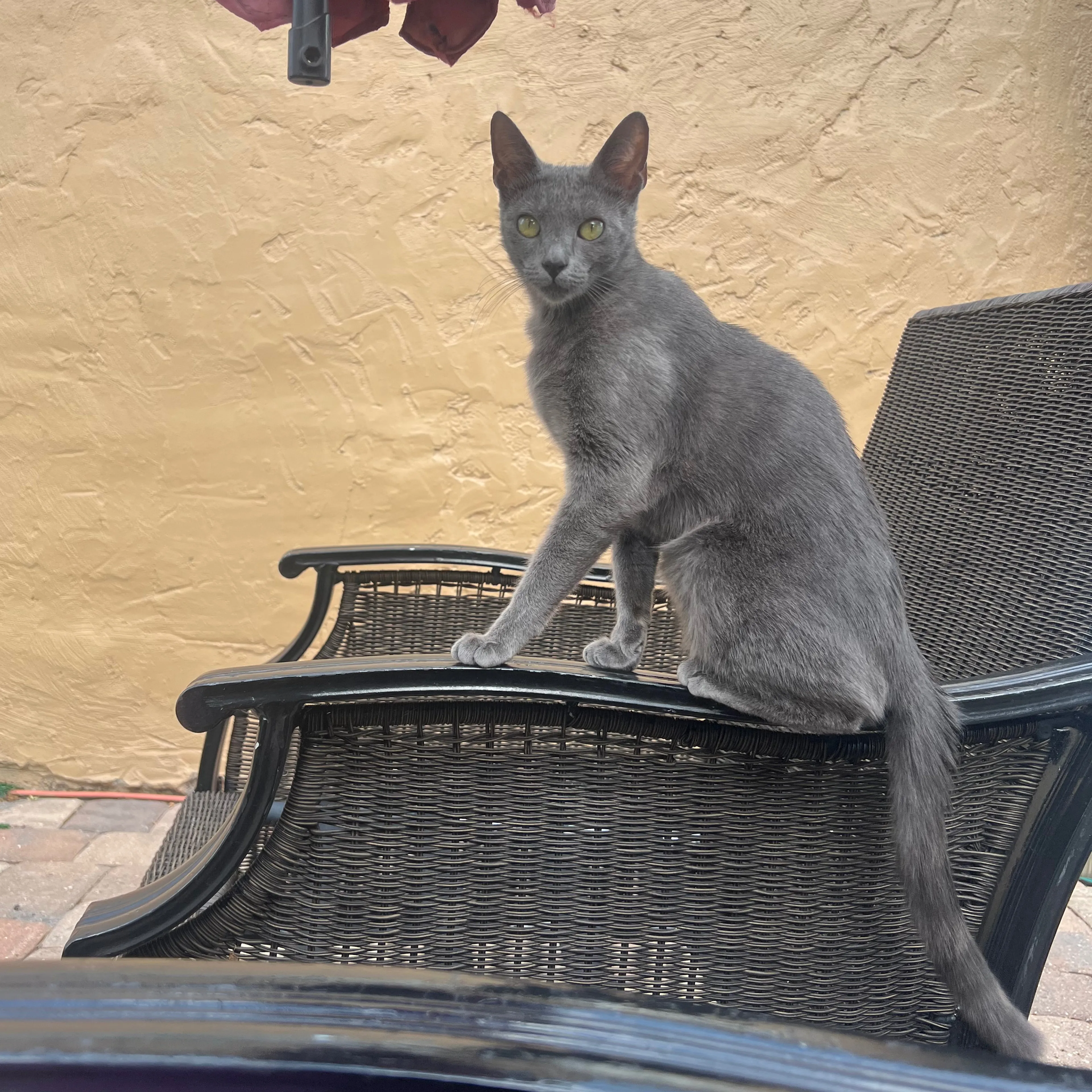 Lost pet-1