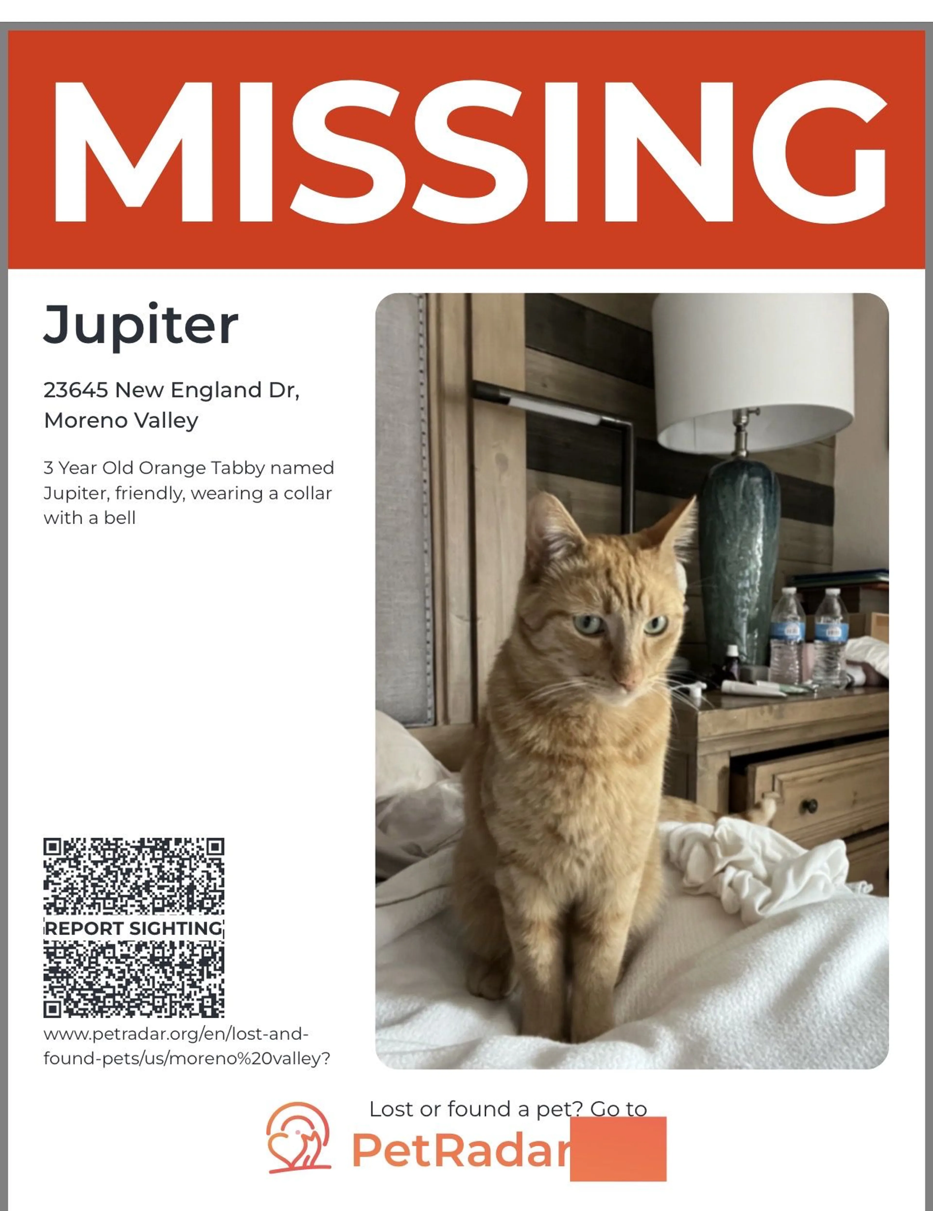 Lost pet-1