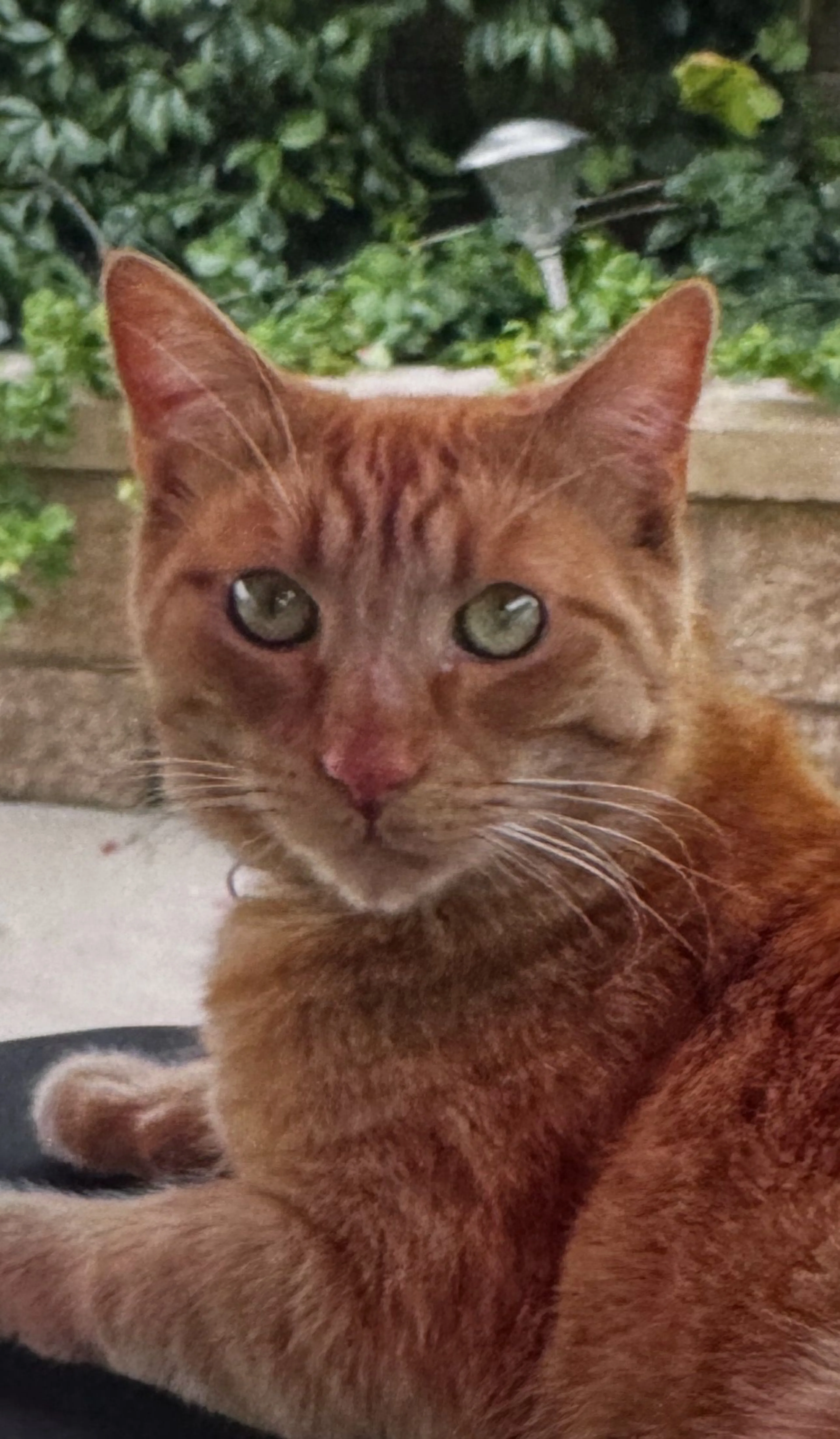 Lost pet-0