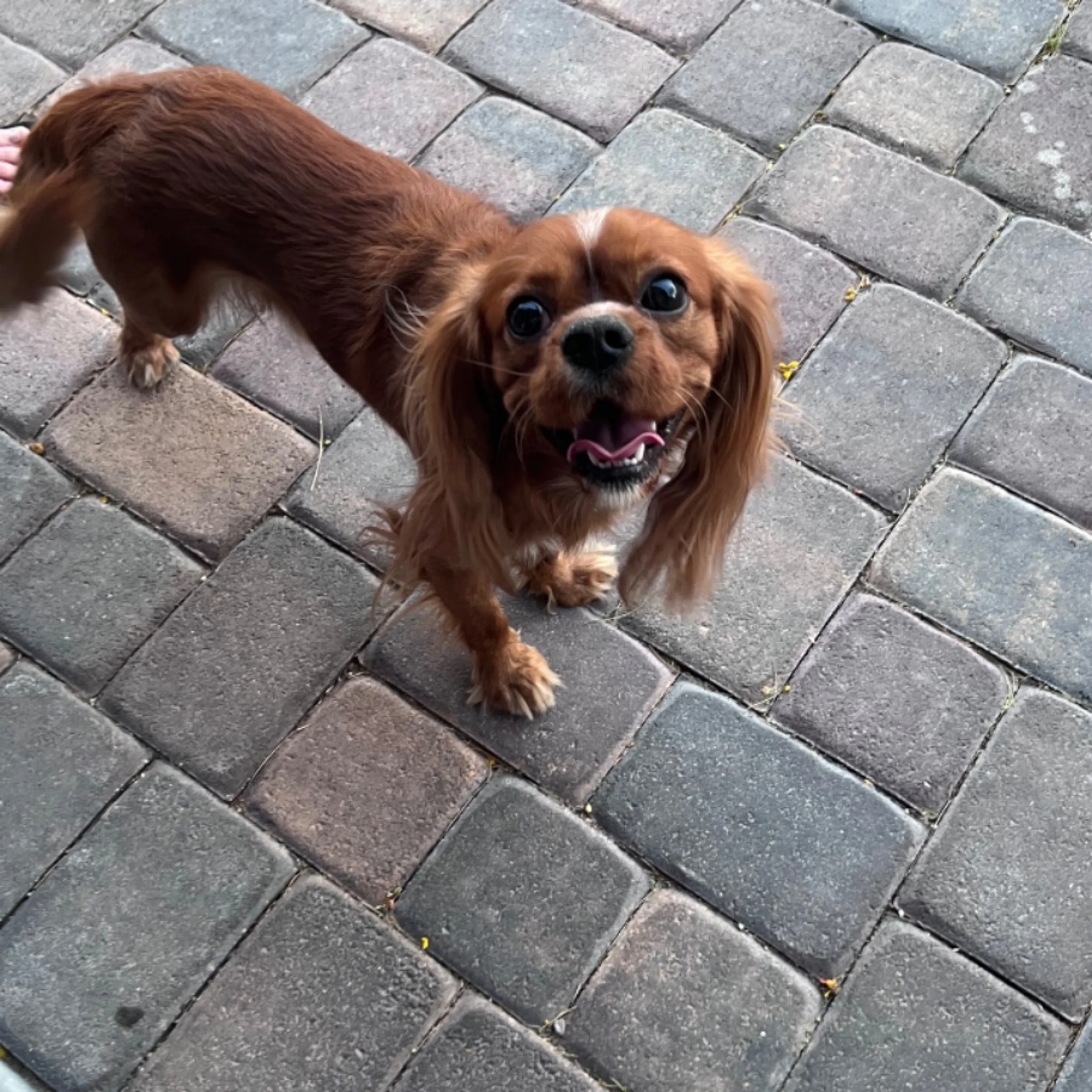 Lost pet