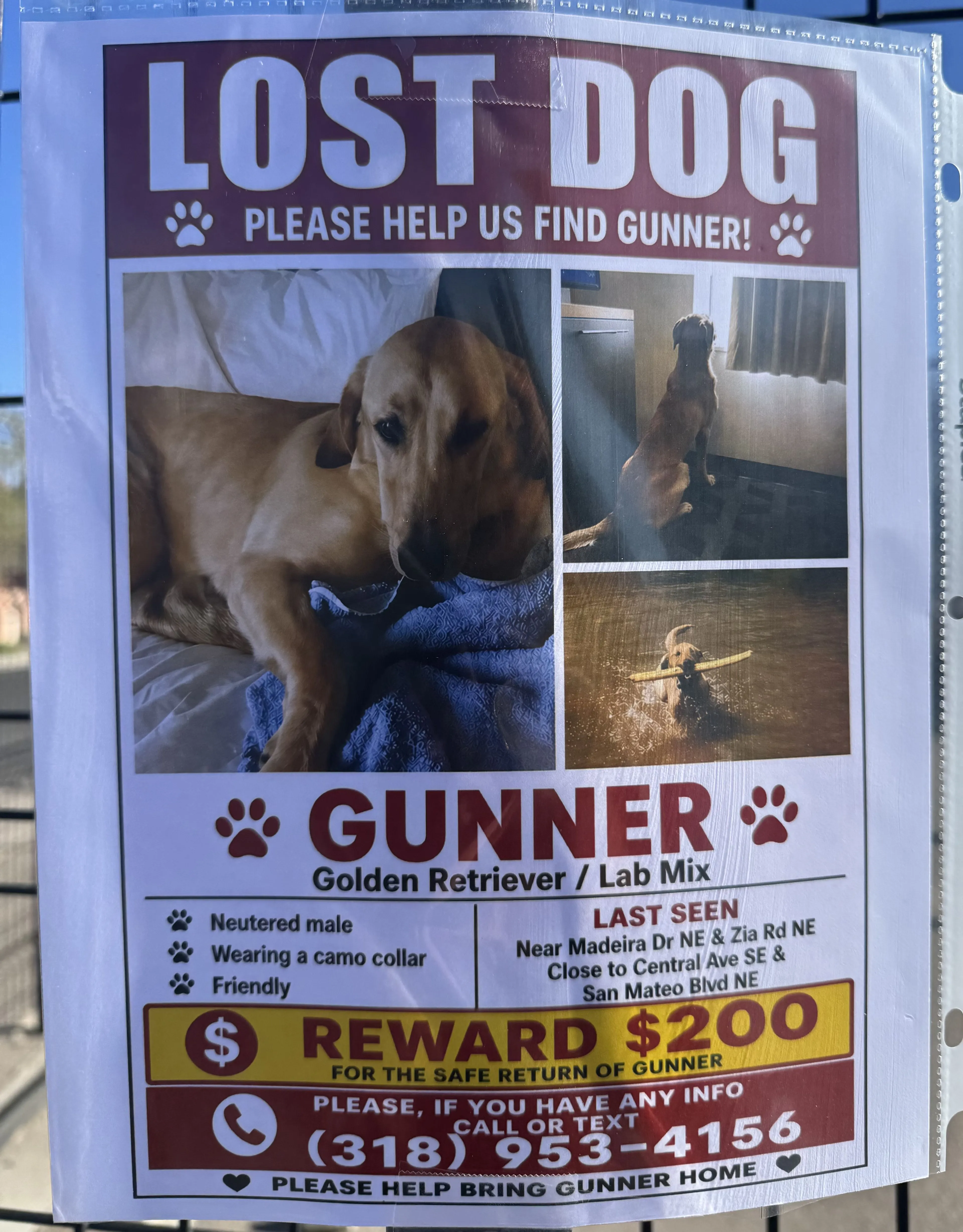 Lost pet