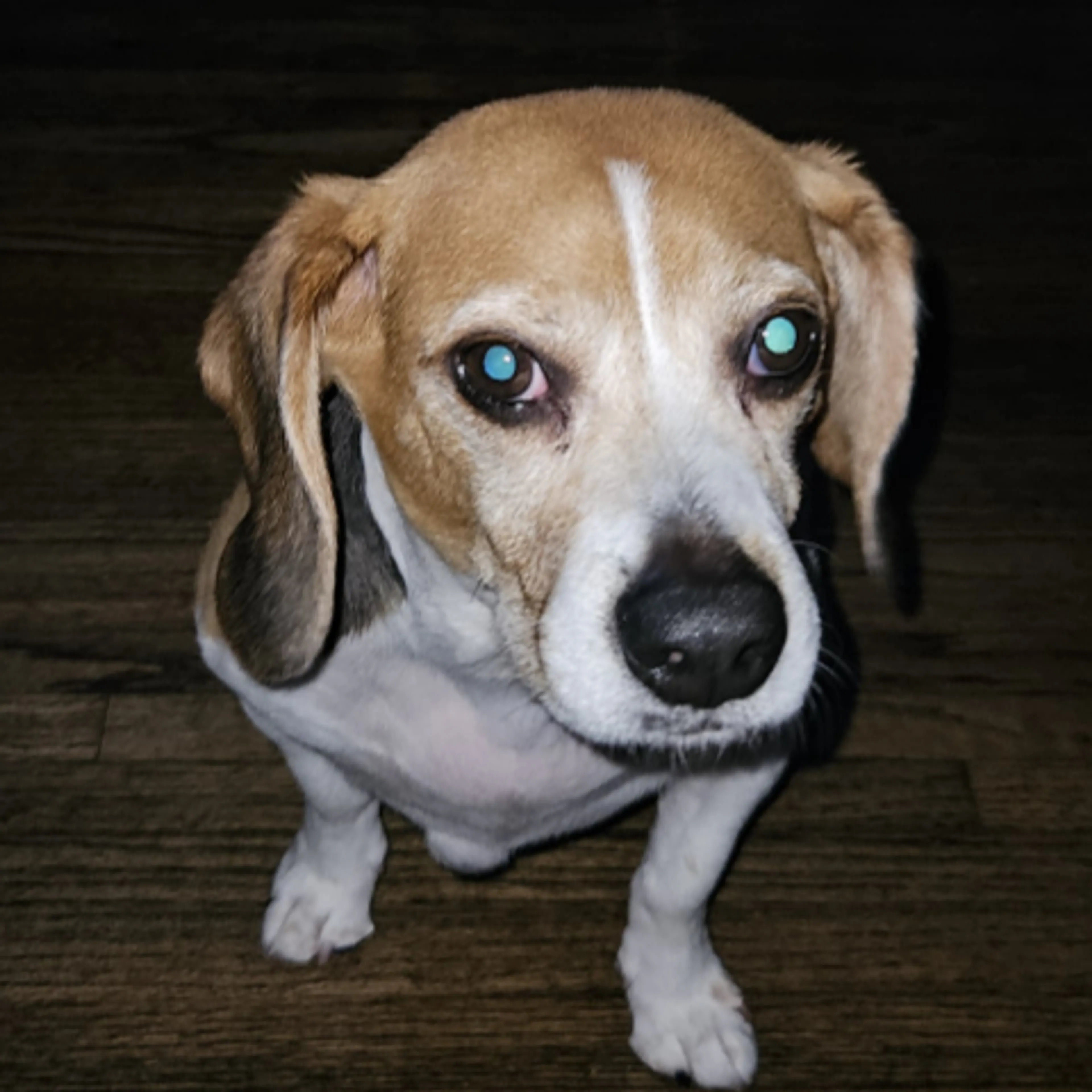Lost pet-1