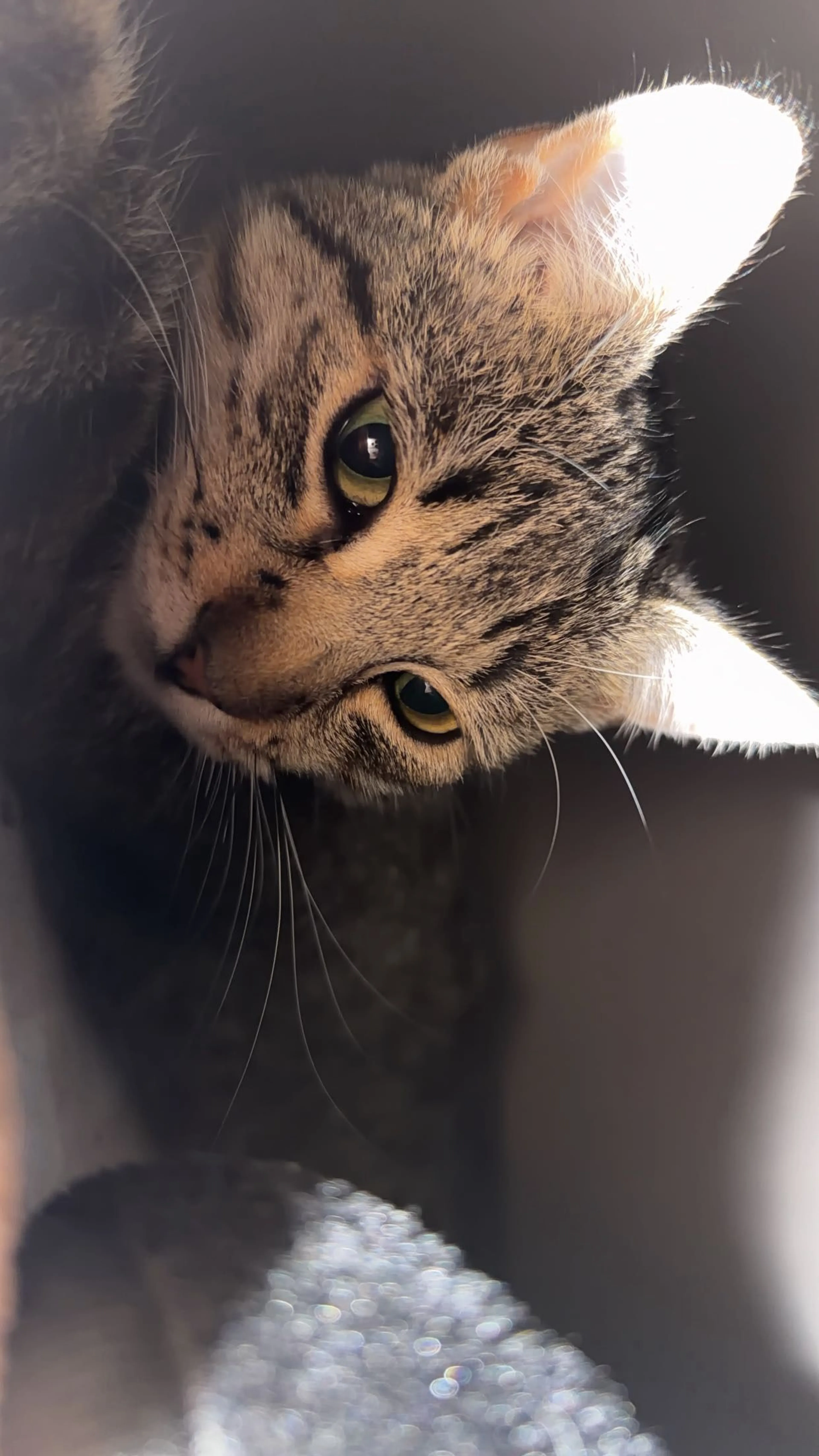 Lost pet
