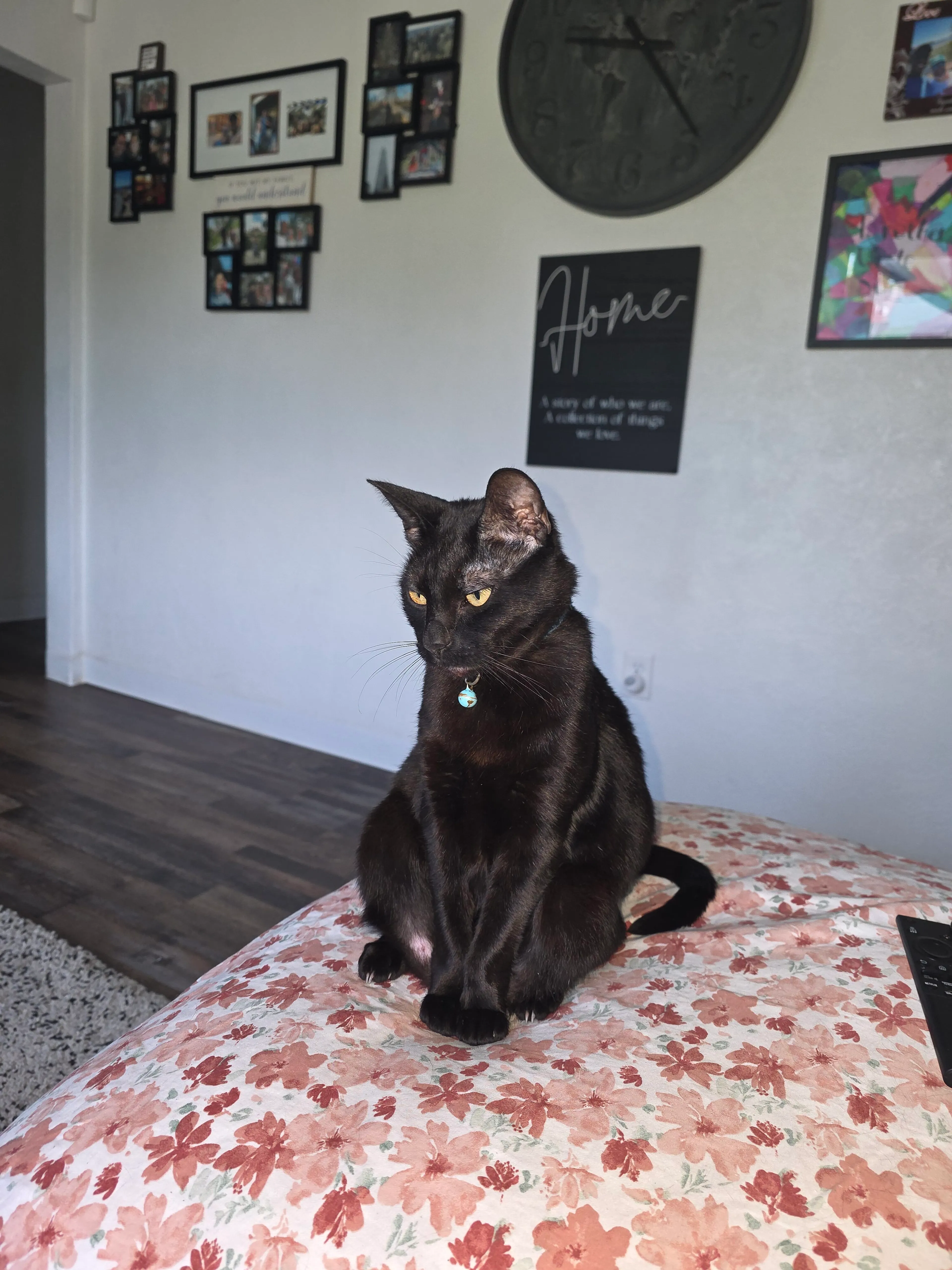 Lost pet