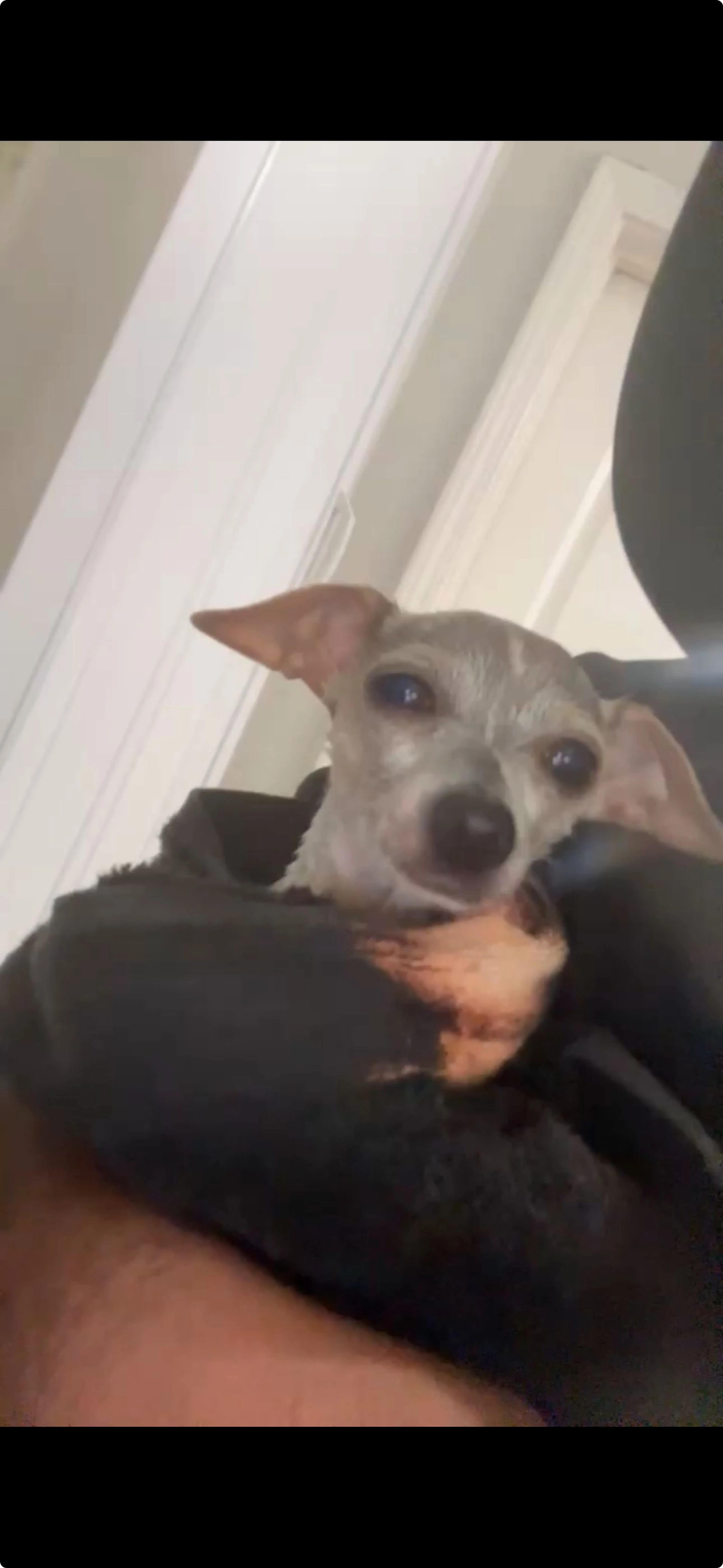 Lost pet