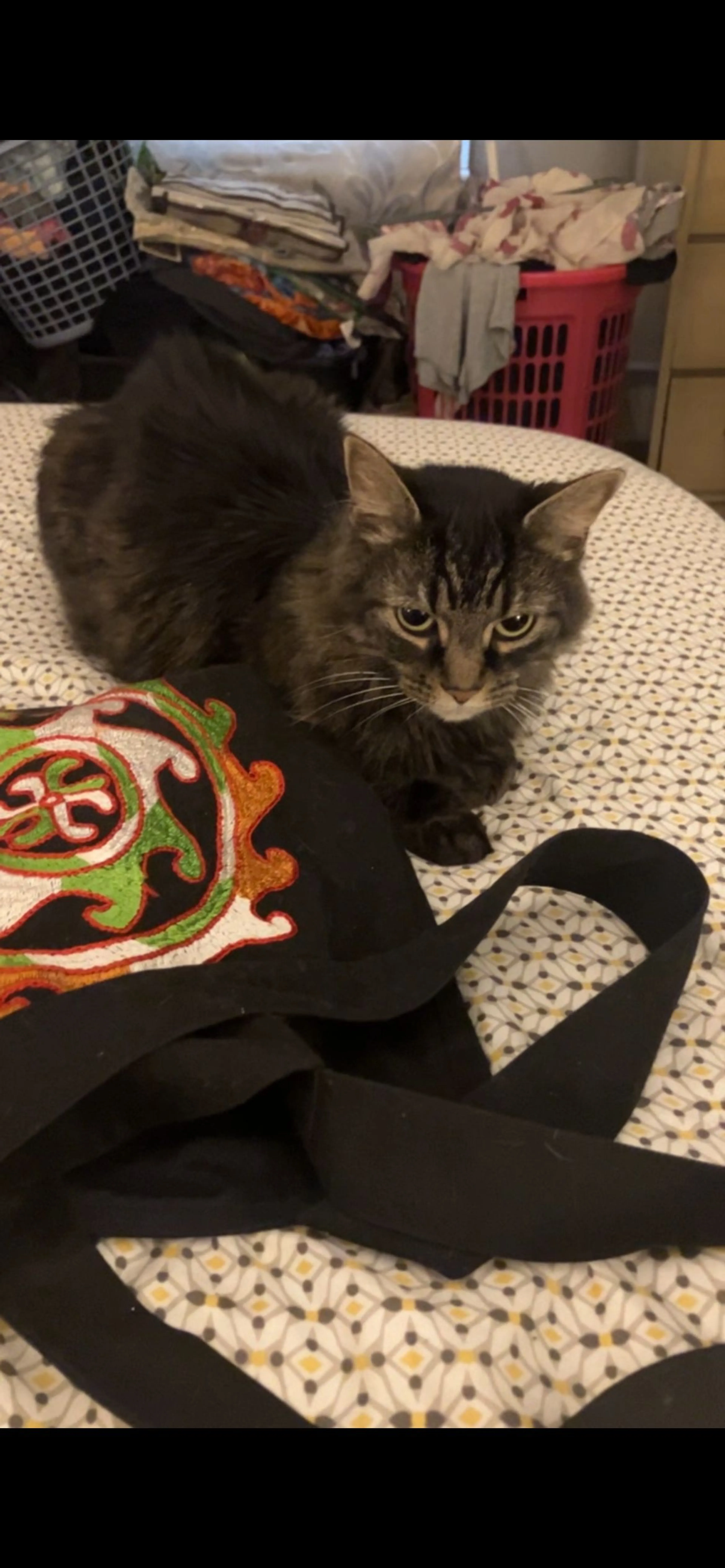 Lost pet-0