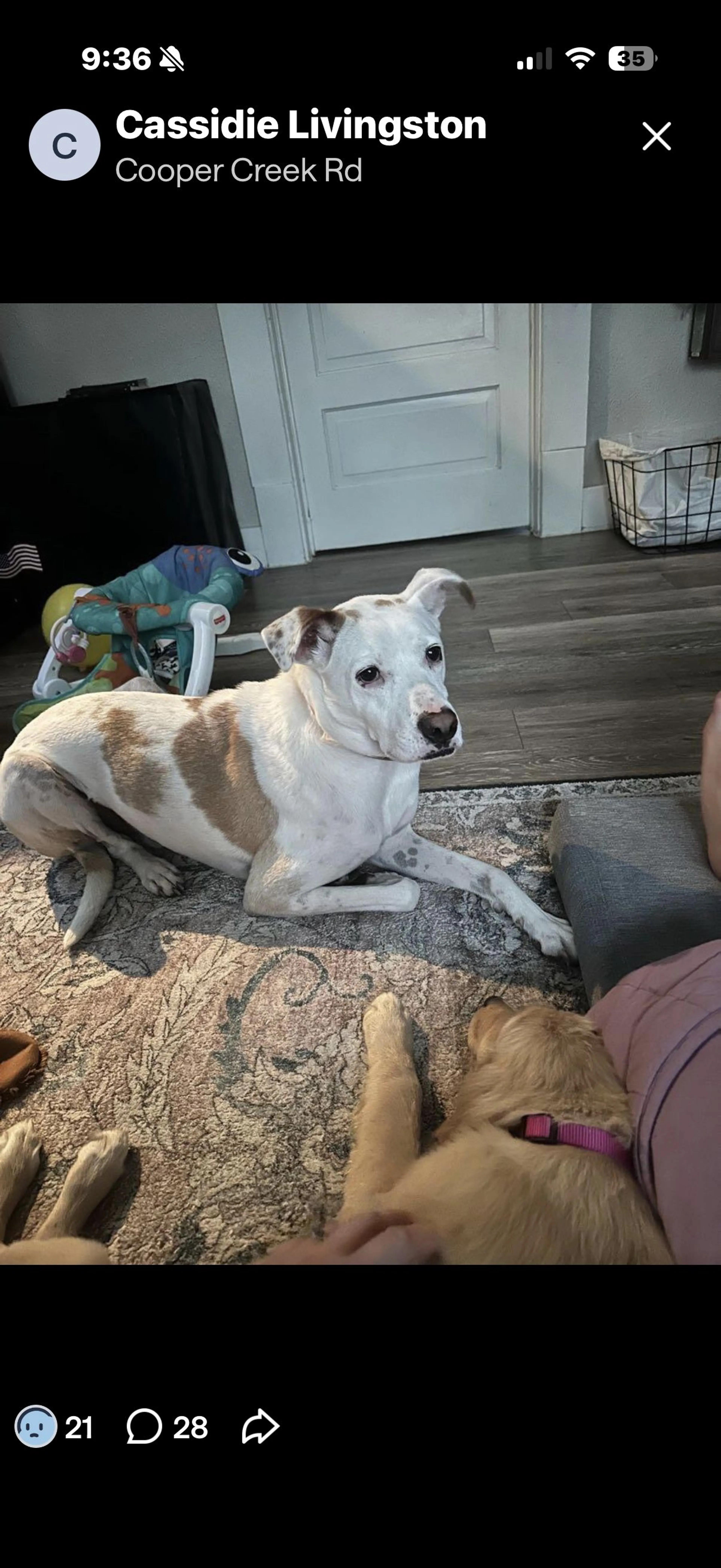 Lost pet