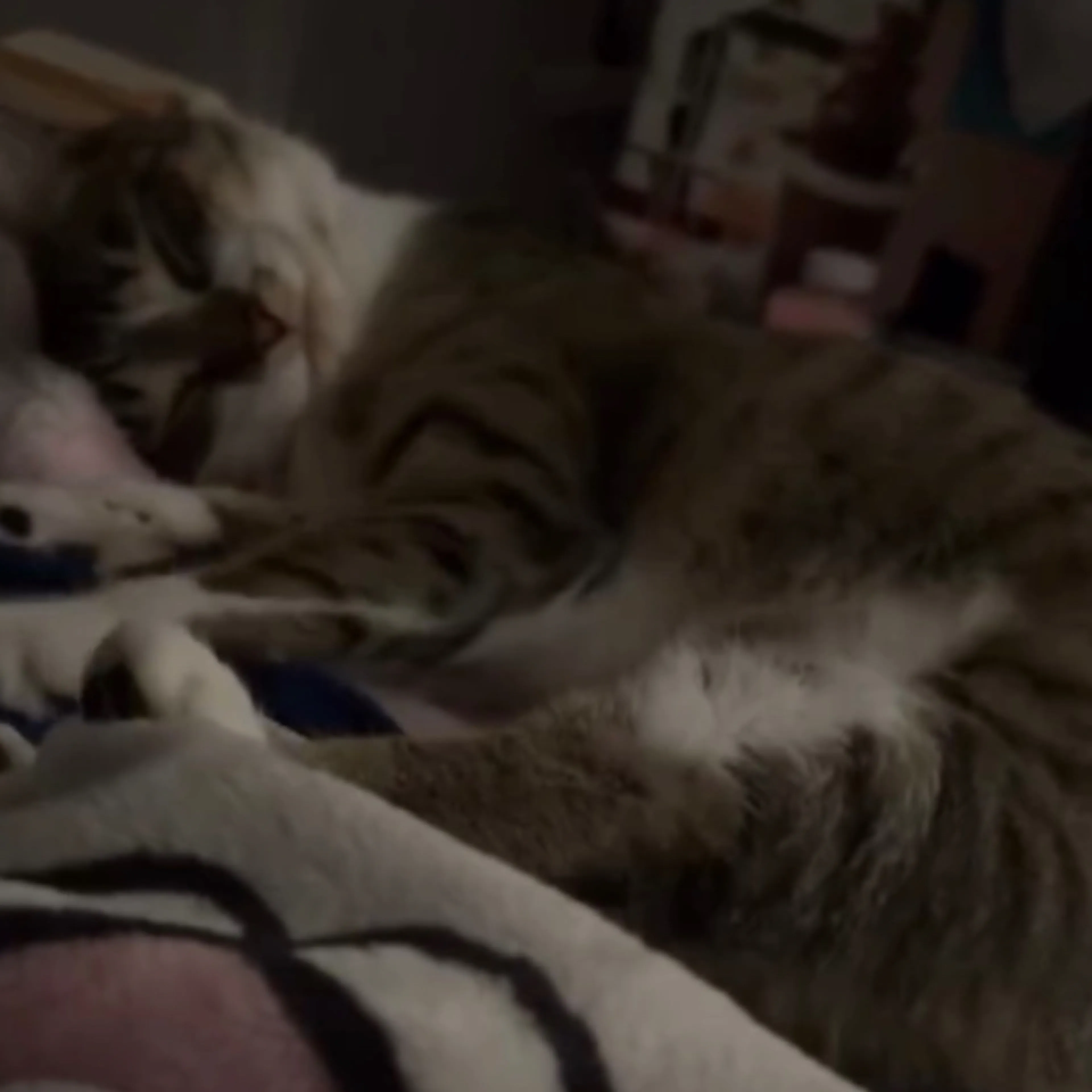 Lost pet-3