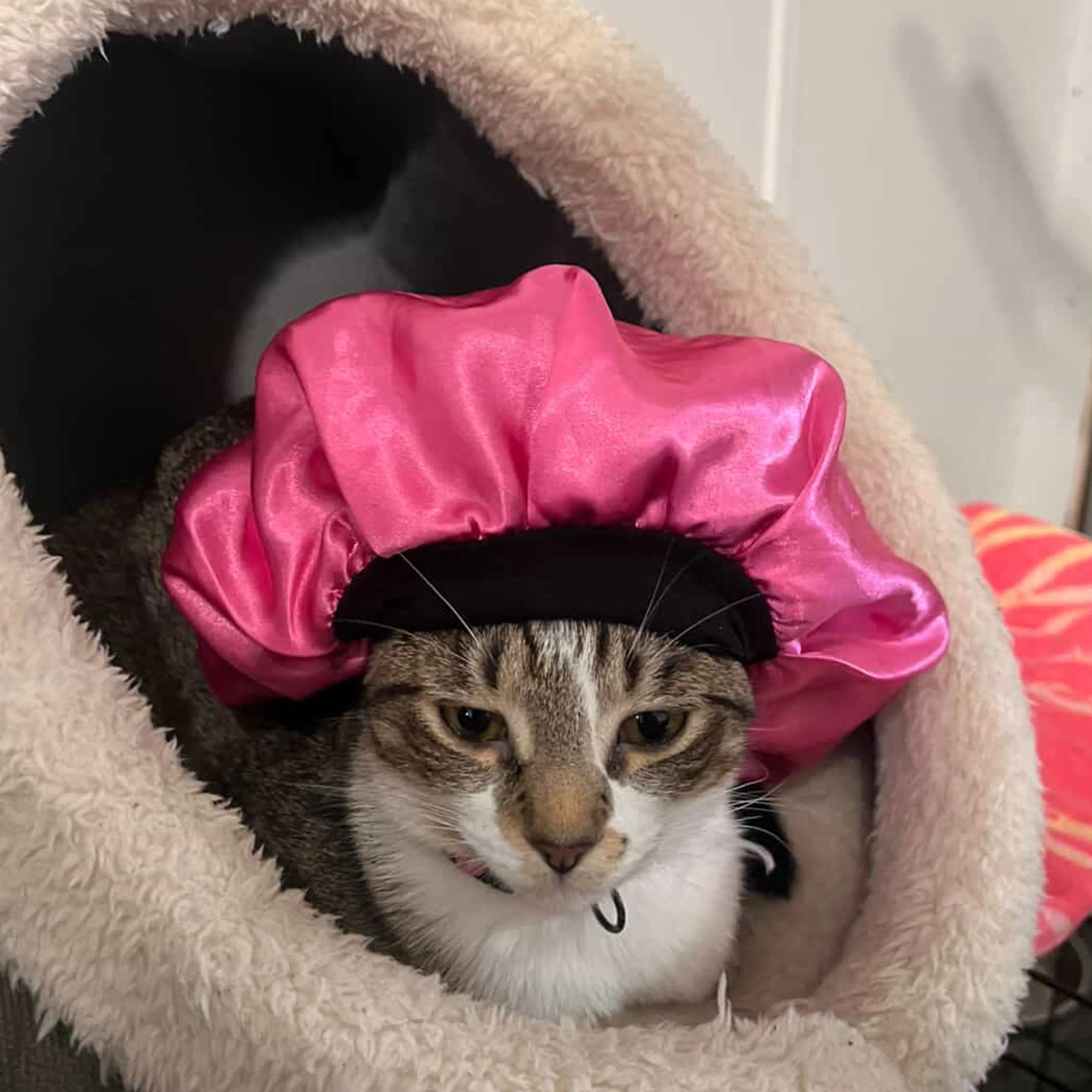 Lost pet-2