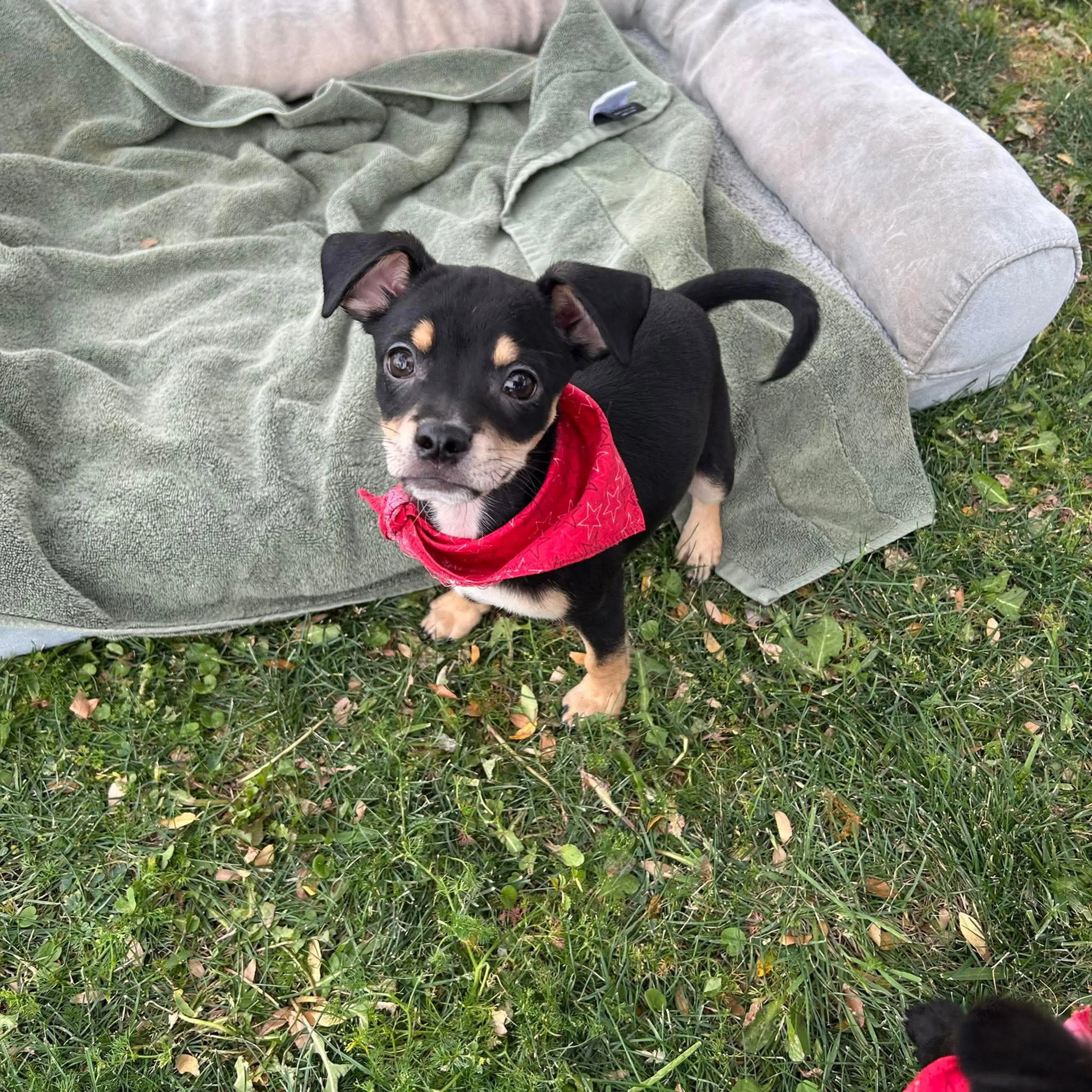 Found pet
