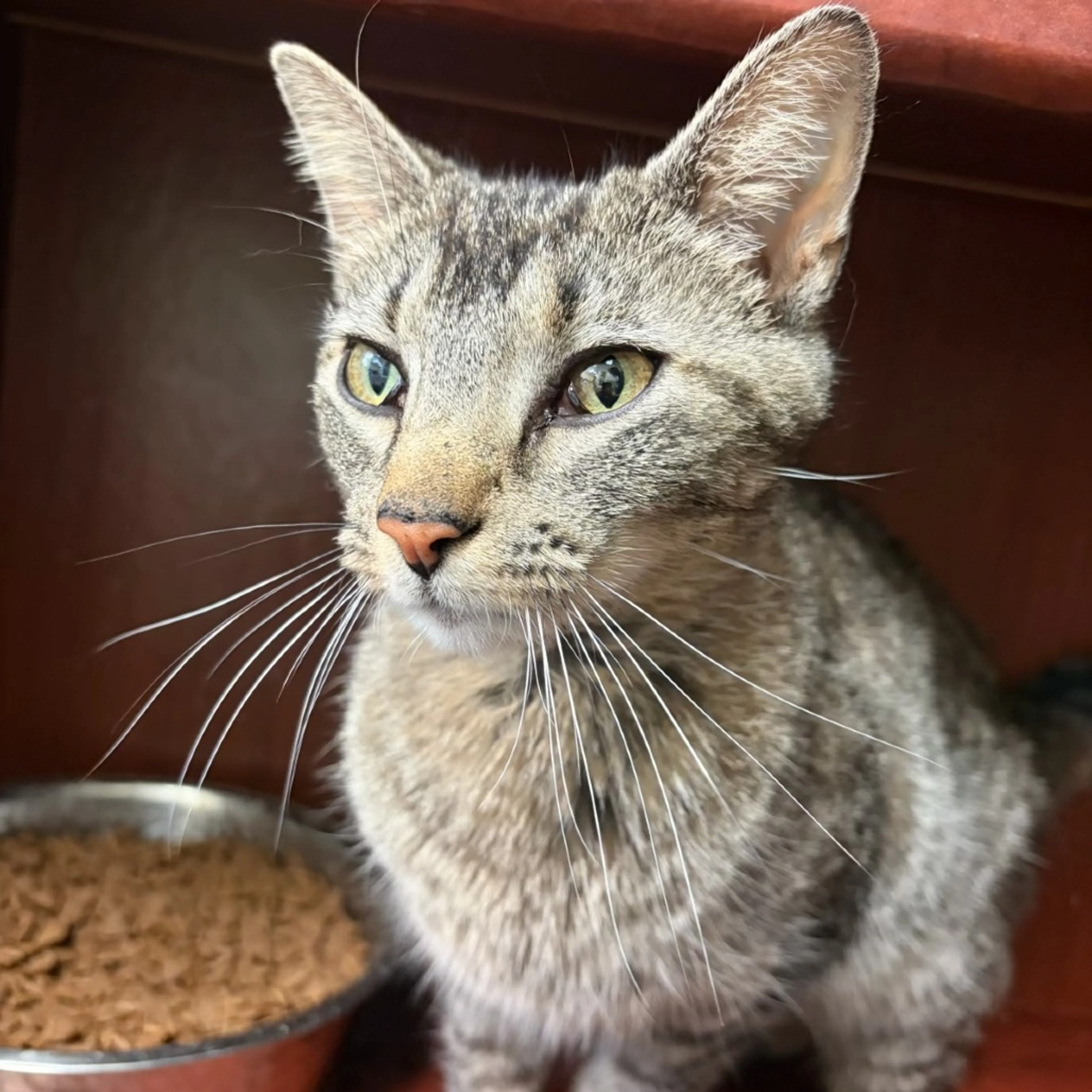 Found pet-5
