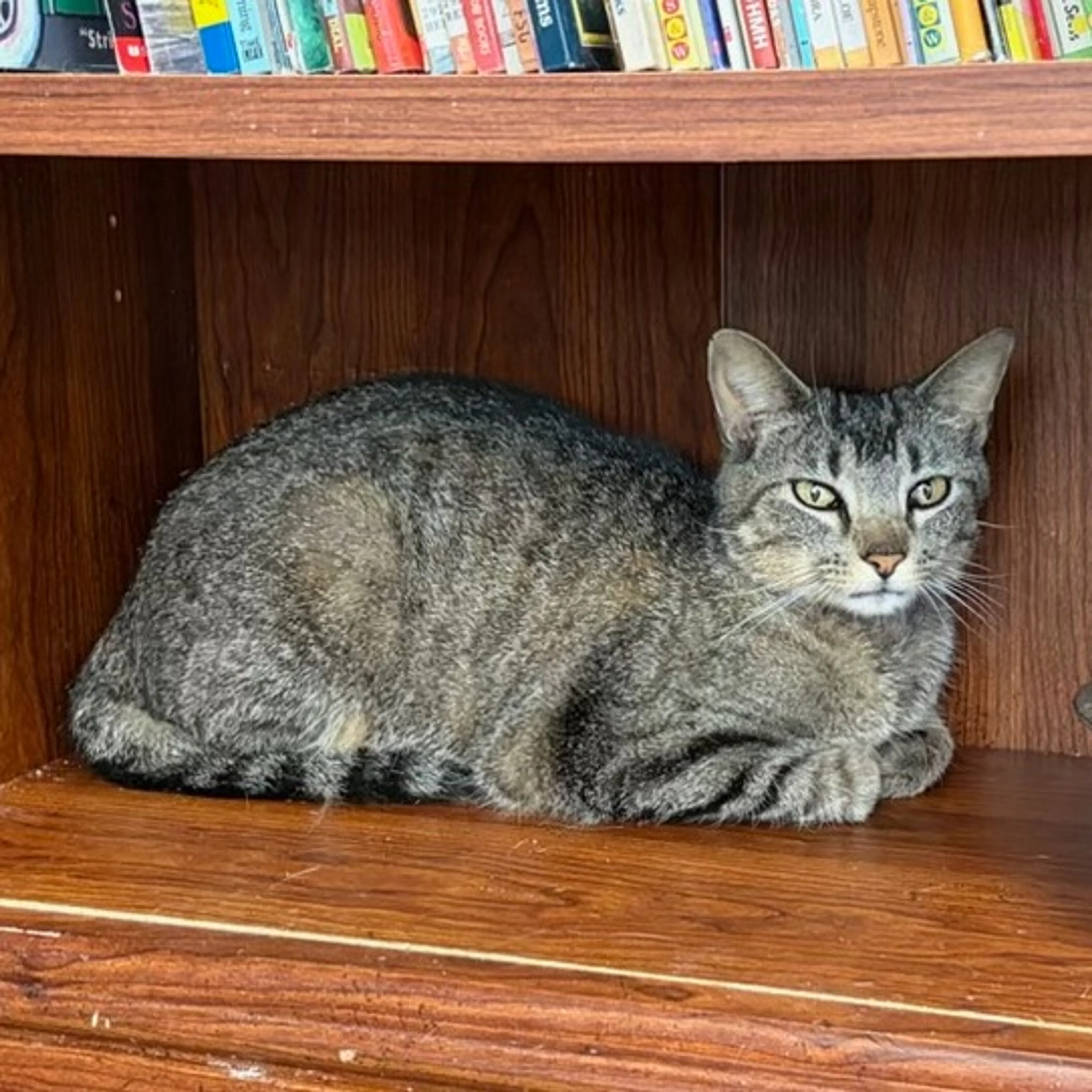 Found pet-6