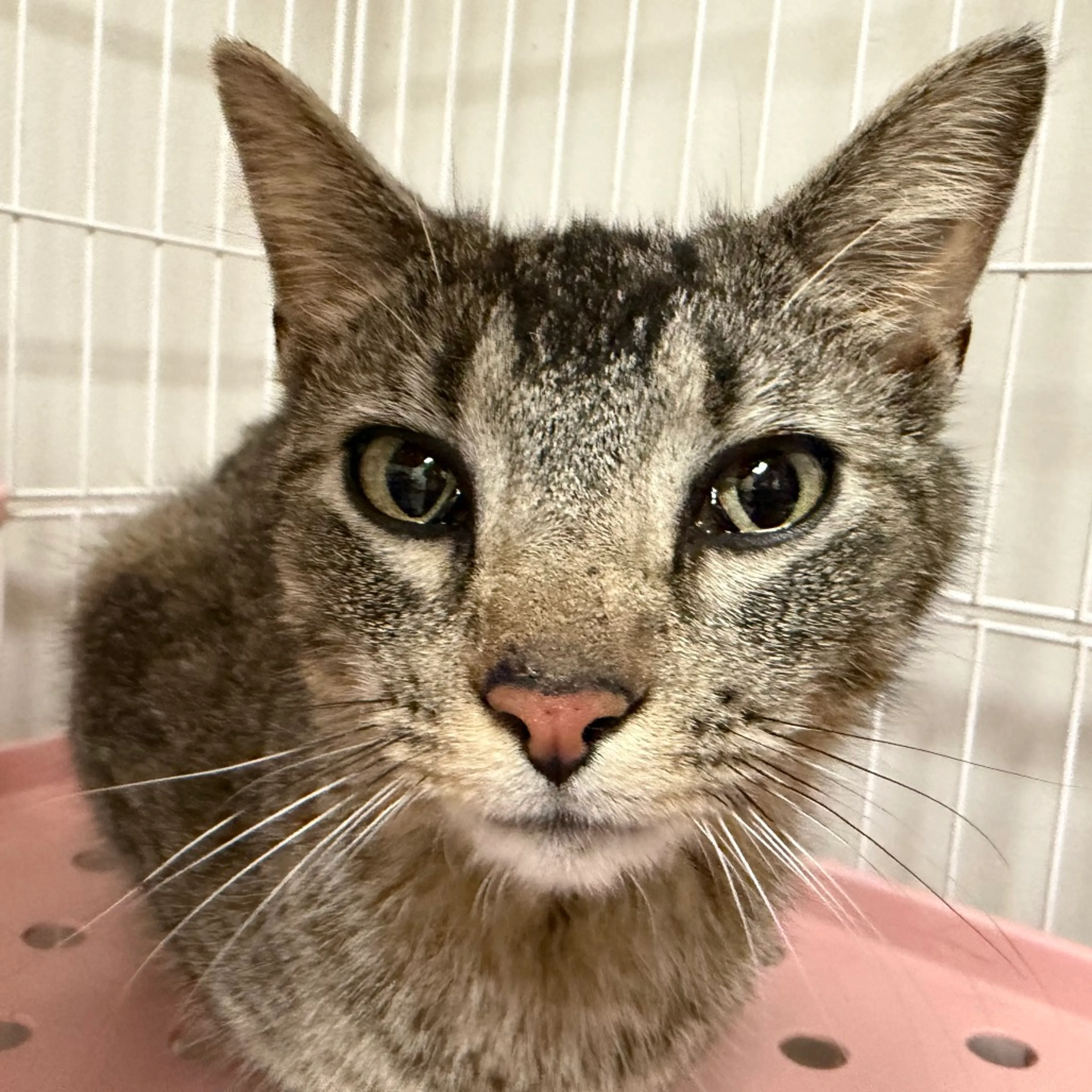 Found pet-2