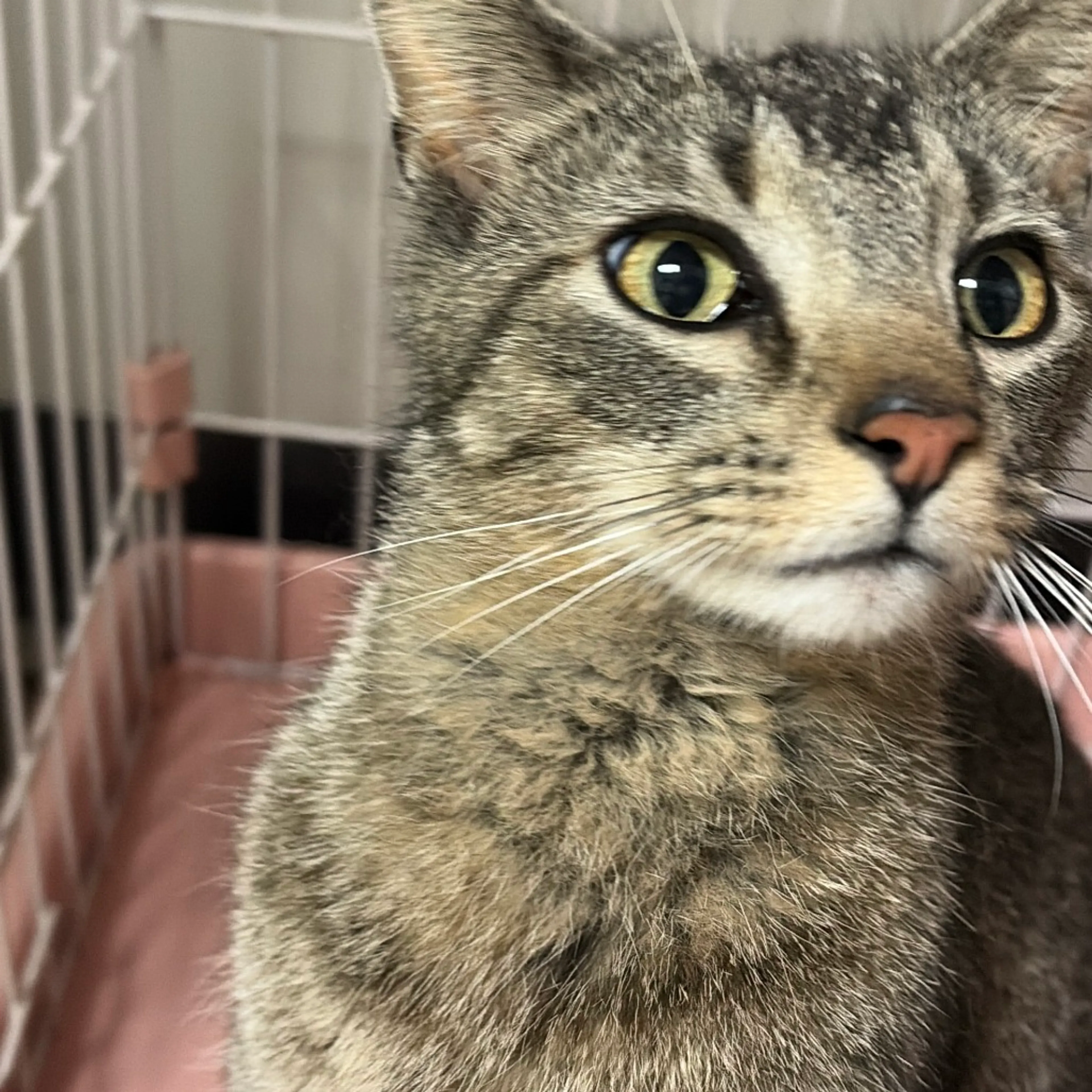 Found pet-3